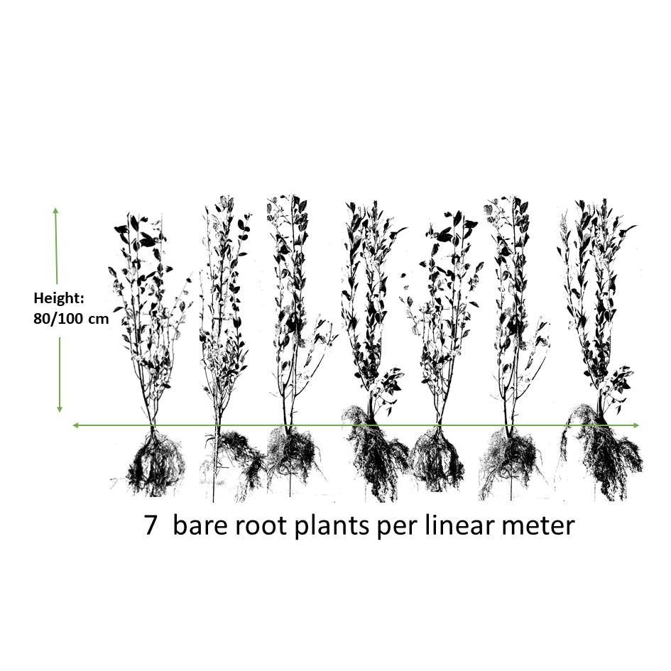 Ligusterhecke - Ligustrum Ovalifolium - Kale wortel nackte Wurzel - 80/100 - 75x