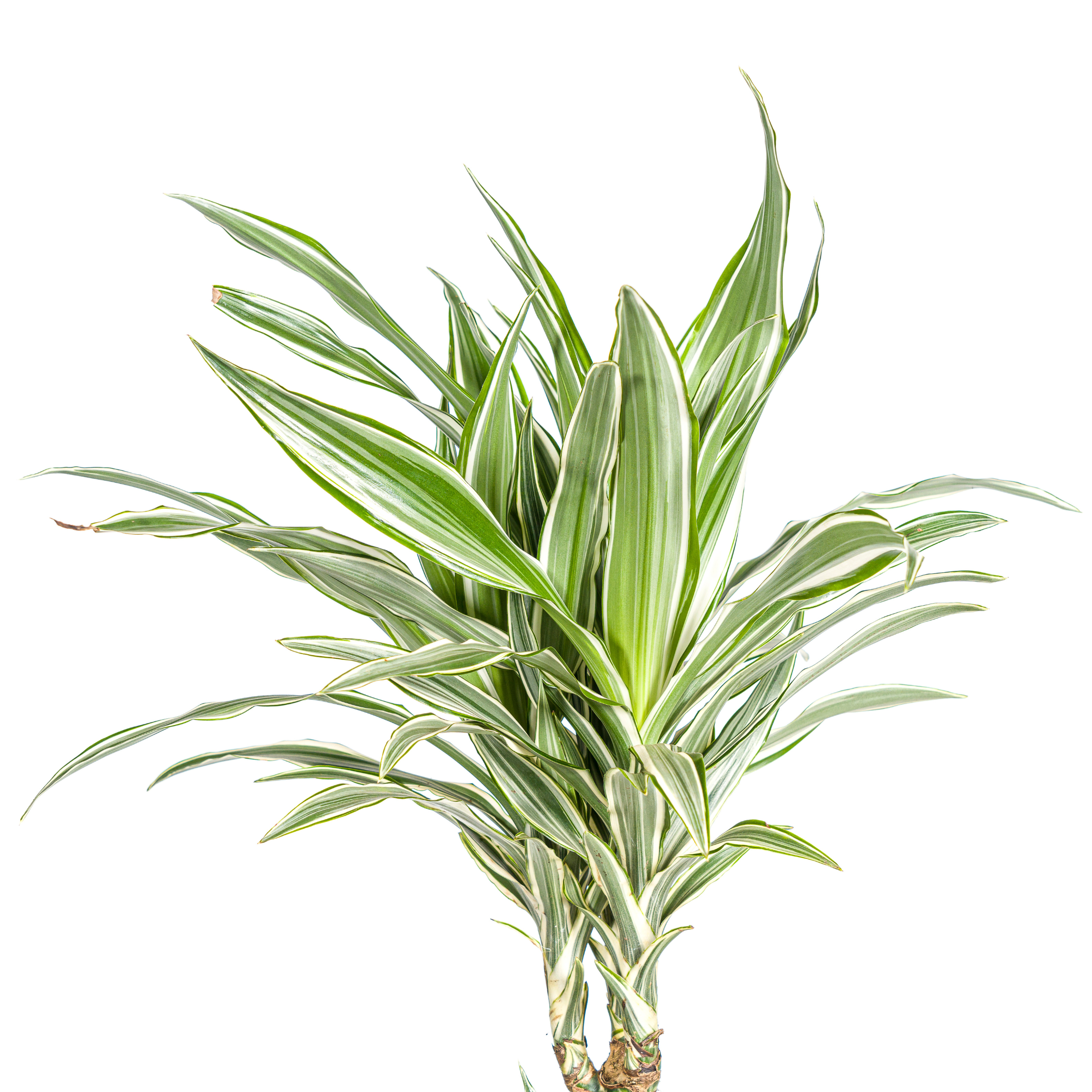 Drachenbaum - Dracaena Deremensis White Stripe Ø24cm - ↕140cm