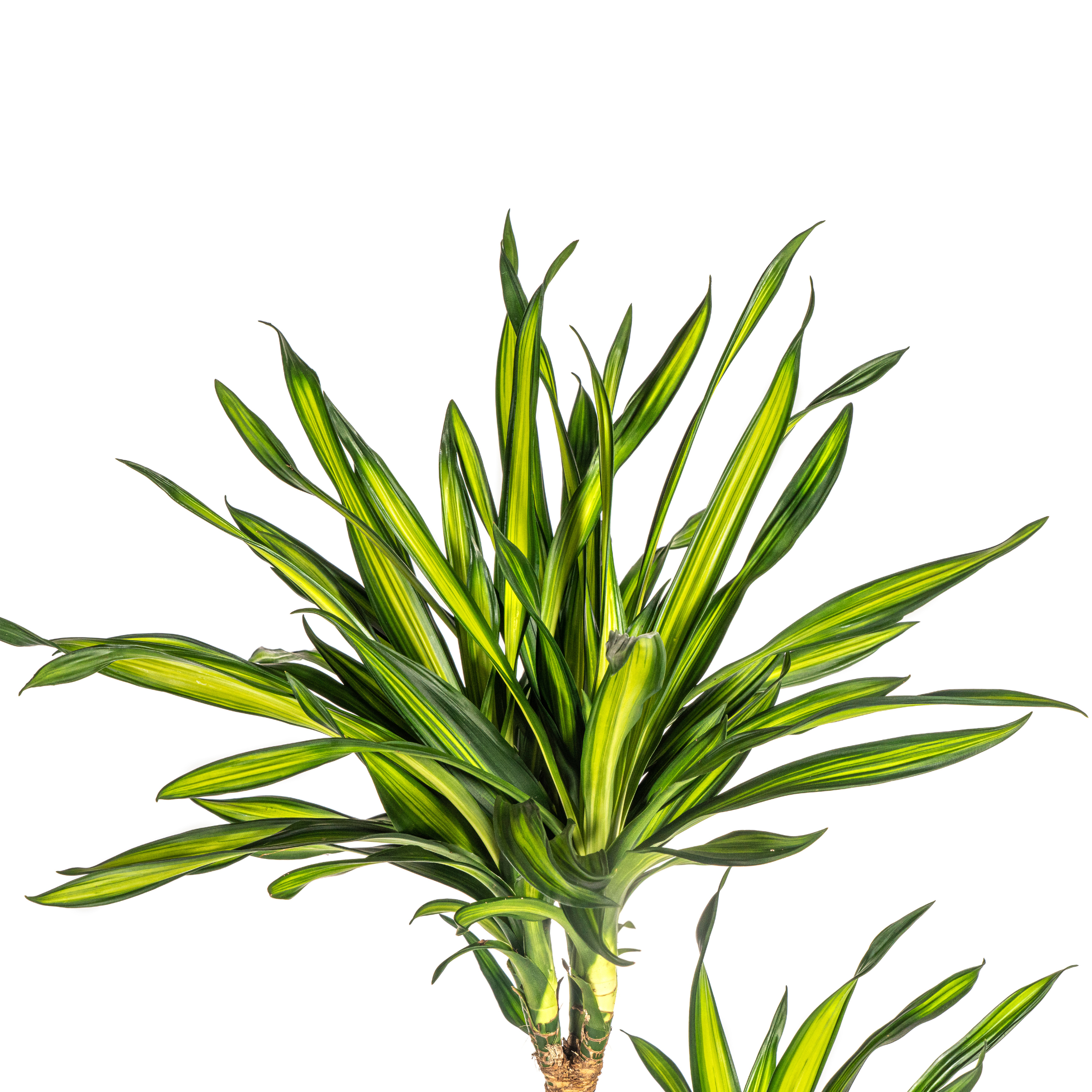 Drachenbaum - Dracaena Deremensis Rikki Ø24cm - ↕140cm