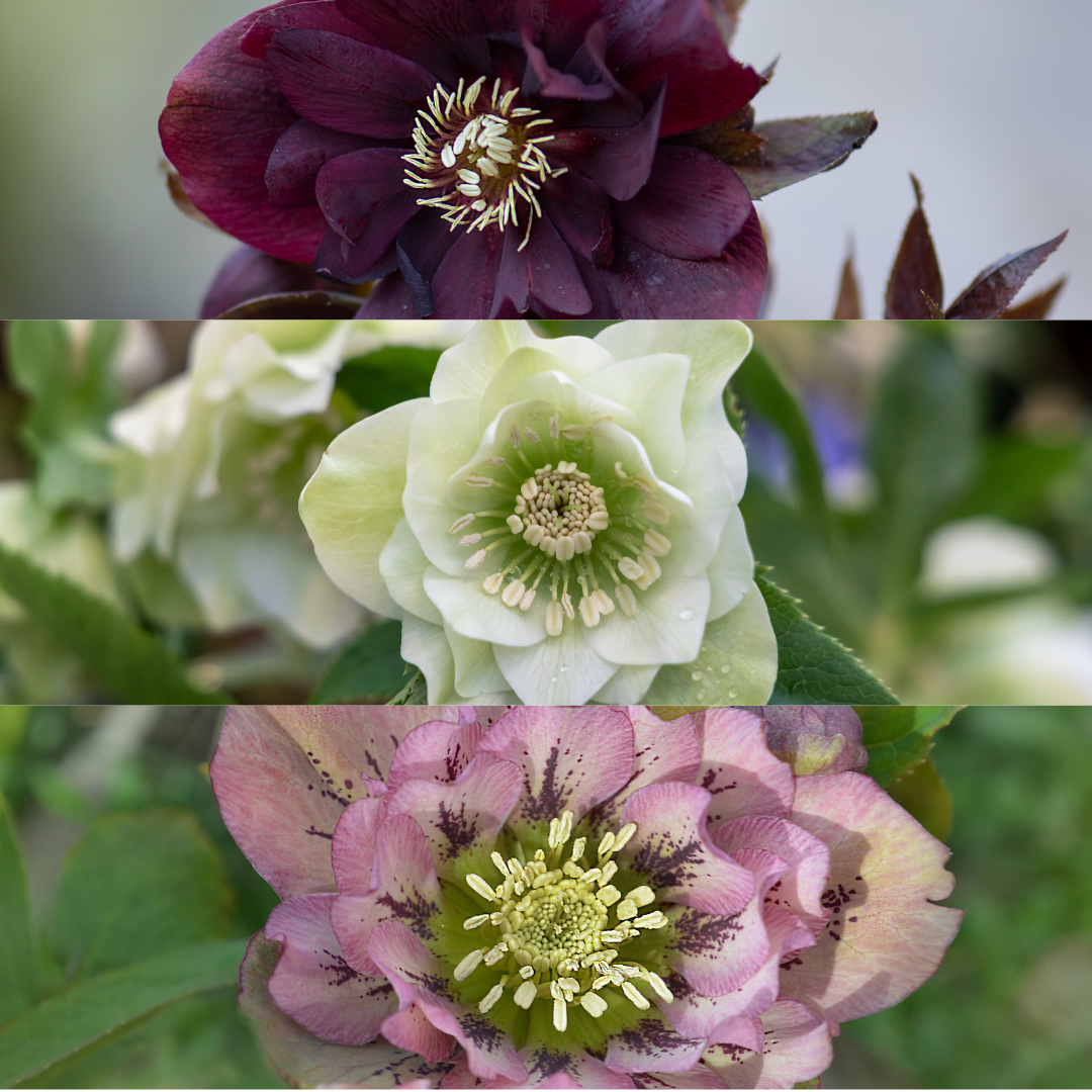 Christrose - Helleborus Specials - 3 x Ø 14 cm - ↨ 25 cm   3 Stück