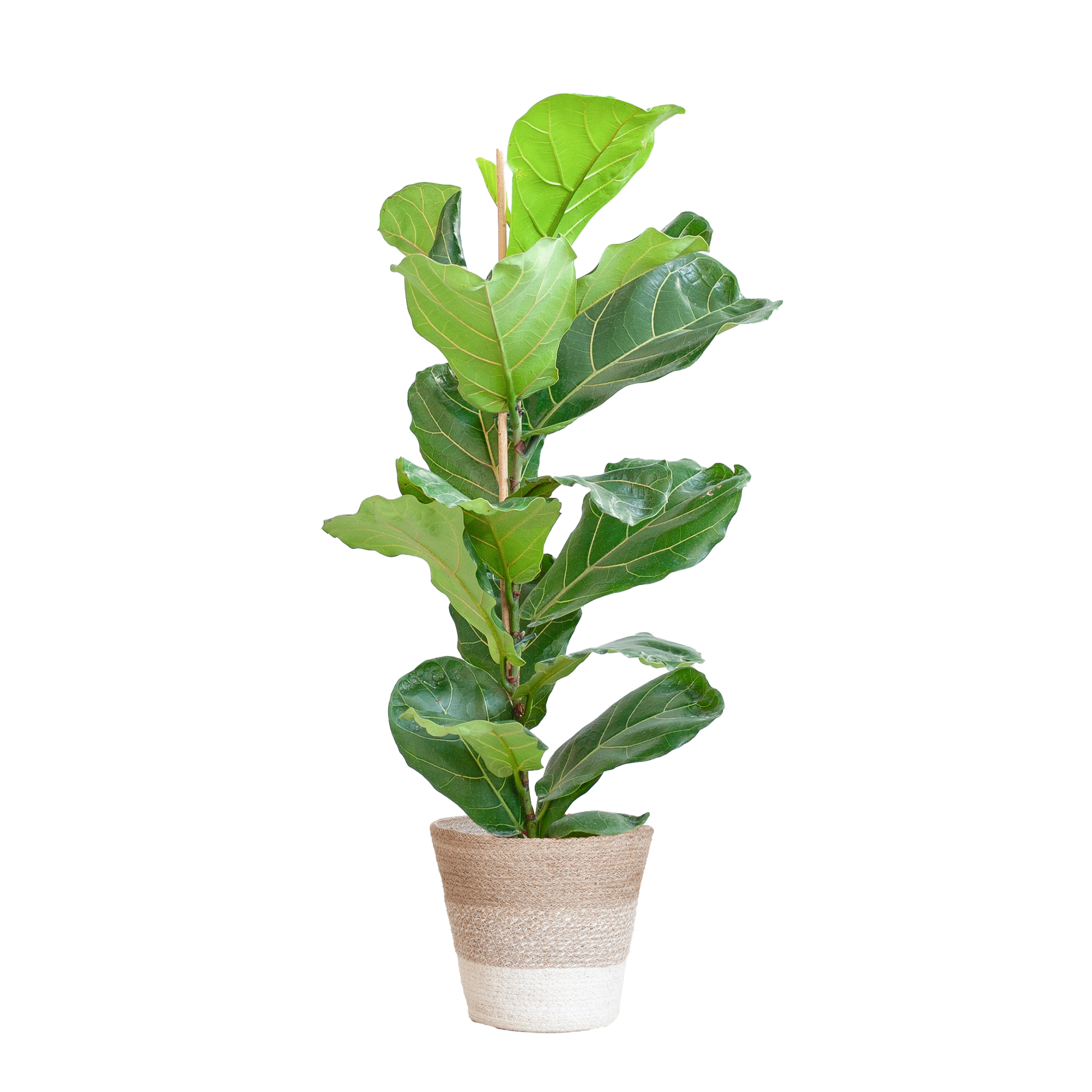 Geigenfeige - Ficus Lyrata mit Korb Lissabon weiß - 80cm - Ø21