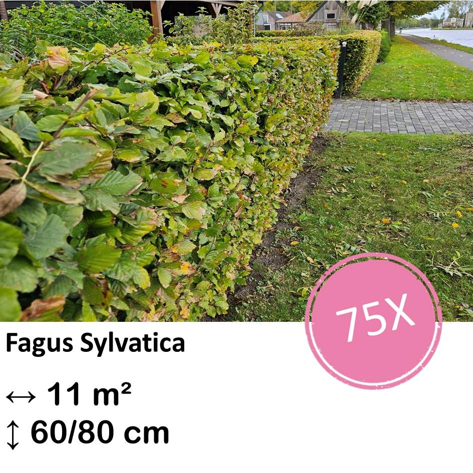 Rotbuchenhecke - Fagus sylvatica  - Kale wortel nackte Wurzel - 60/80 - 75x