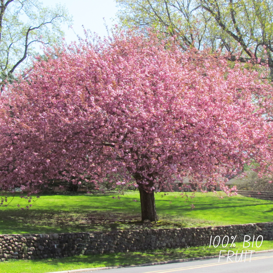 Kirschbaum - Bio-Kirschbaum - Prunus Avium - 1 x Ø 20 cm - ↨ 60 cm