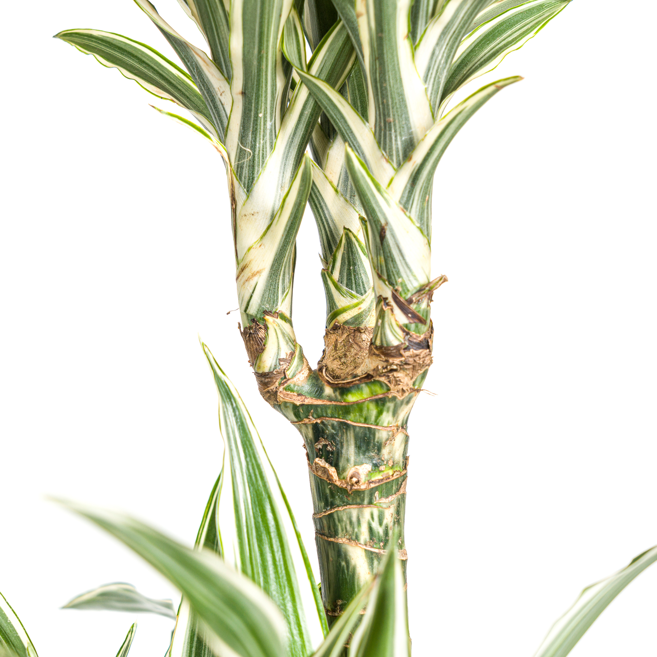 Drachenbaum - Dracaena Deremensis White Stripe Ø24cm - ↕140cm