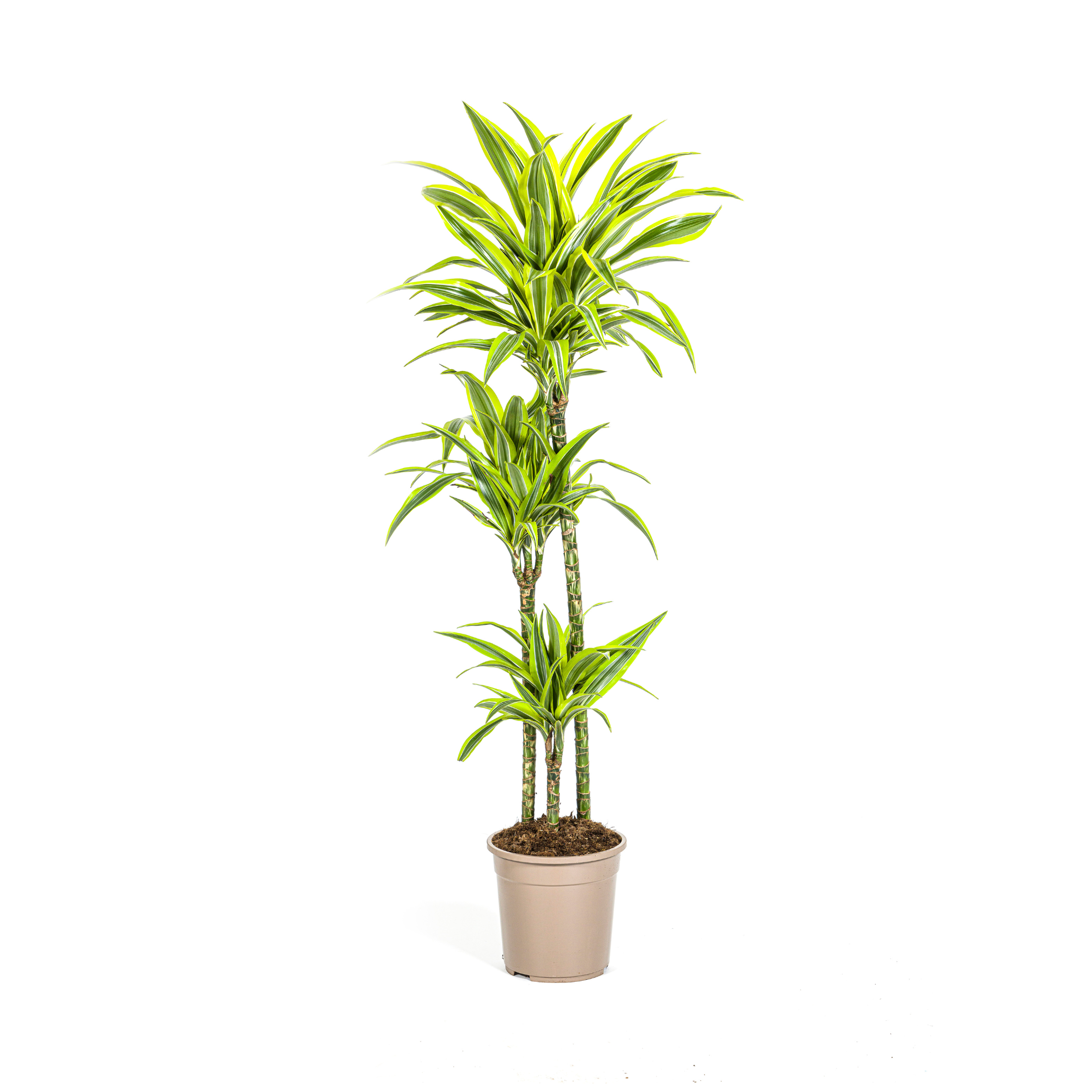 Drachenbaum - Dracaena Deremensis Lemon Lime Ø24cm - ↕140cm