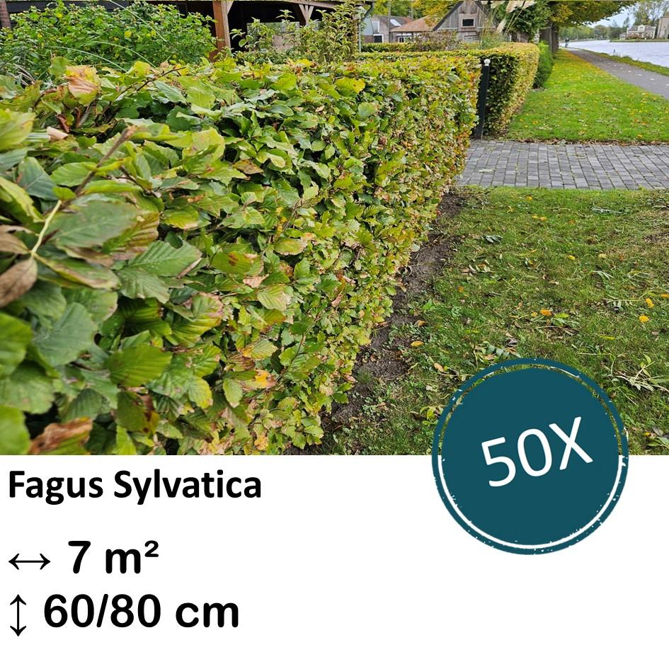 Rotbuchenhecke - Fagus sylvatica  - Kale wortel nackte Wurzel - 60/80 - 50x