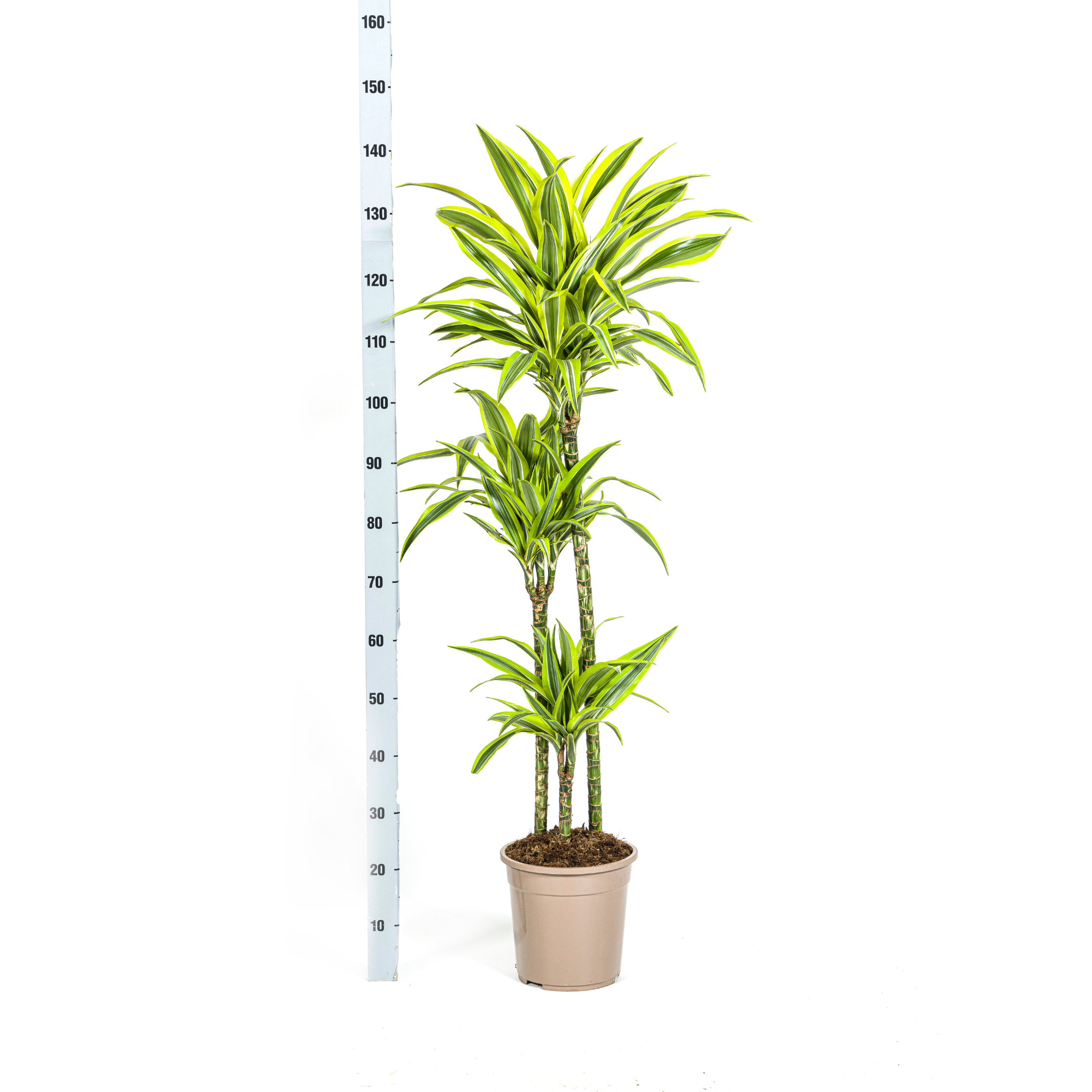 Drachenbaum - Dracaena Deremensis Lemon Lime Ø24cm - ↕140cm