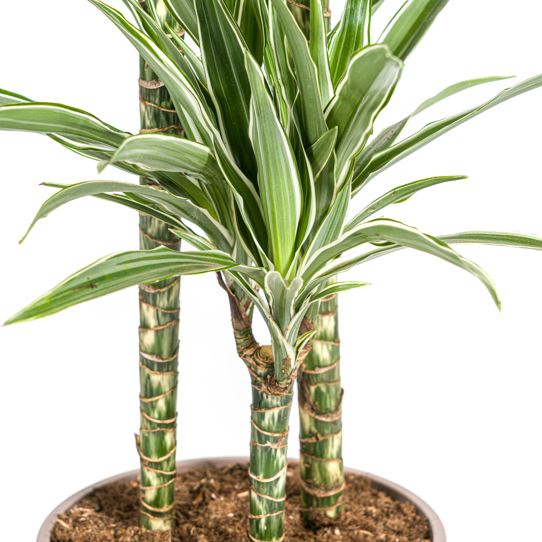 Drachenbaum - Dracaena Deremensis White Stripe Ø24cm - ↕140cm