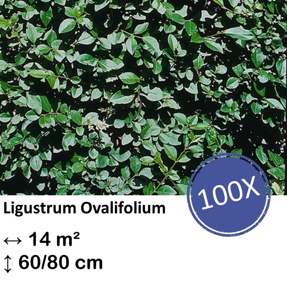 Ligusterhecke - Ligustrum Ovalifolium - Kale Wortel nackte Wurzel - 60/80 - 100x