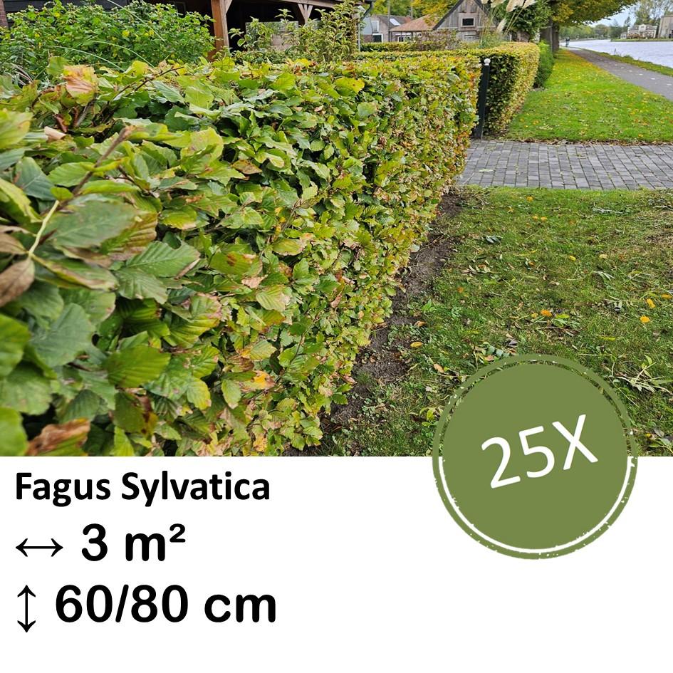 Rotbuchenhecke - Fagus sylvatica  - Kale wortel nackte Wurzel - 60/80 - 25x