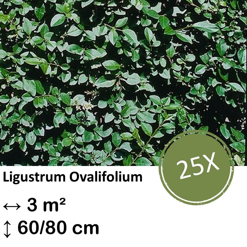 Ligusterhecke - Ligustrum Ovalifolium - Kale wortel nackte Wurzel - 60/80 - 25x