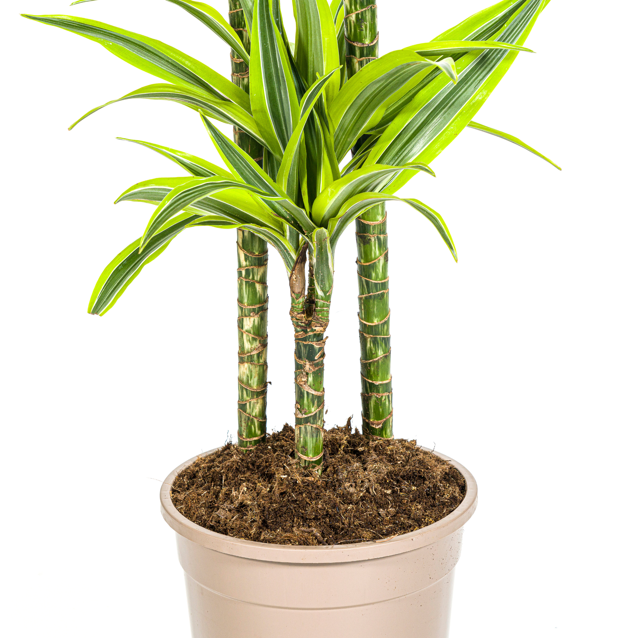 Drachenbaum - Dracaena Deremensis Lemon Lime Ø24cm - ↕140cm