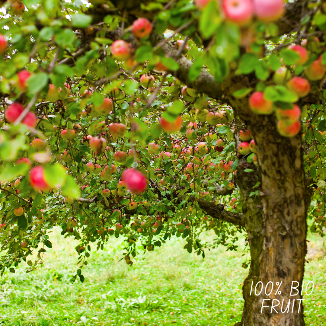 Apfelbaum - Bio-Apfelbaum Malus - 1 x Ø 20 cm - ↨ 60 cm