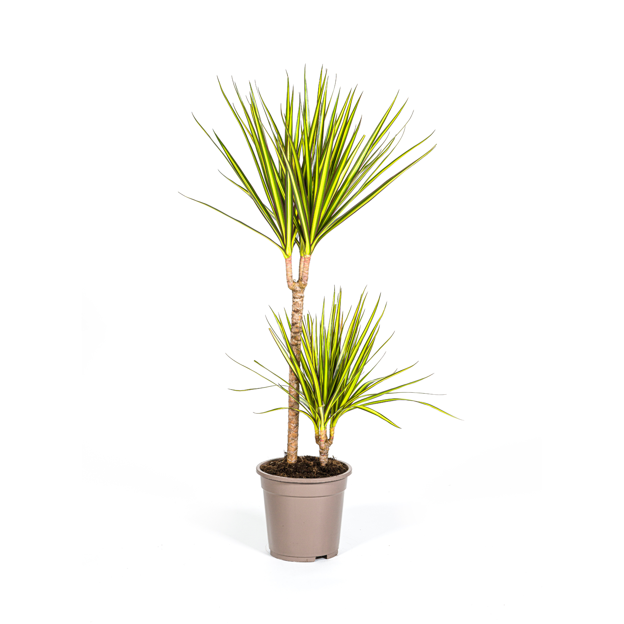 Drachenbaum - Dracaena Marginata Sunray Ø19cm - ↕80-100cm