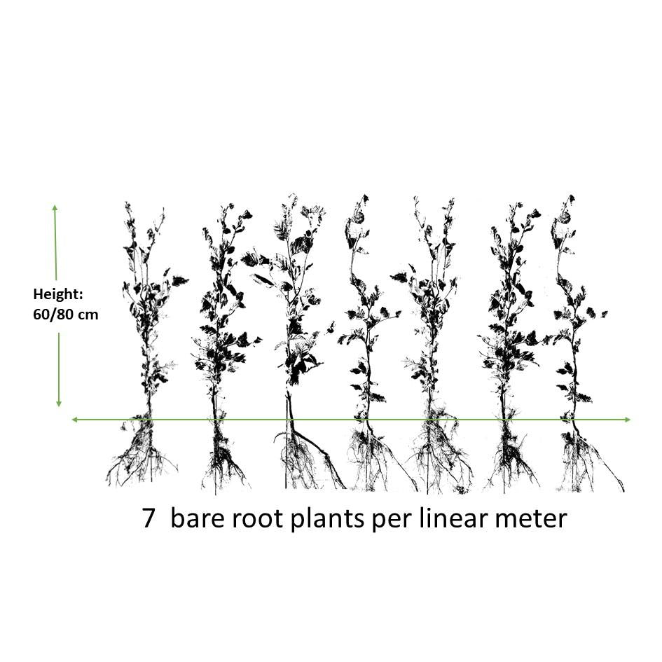 Rotbuchenhecke - Fagus sylvatica  - Kale wortel nackte Wurzel - 60/80 - 25x