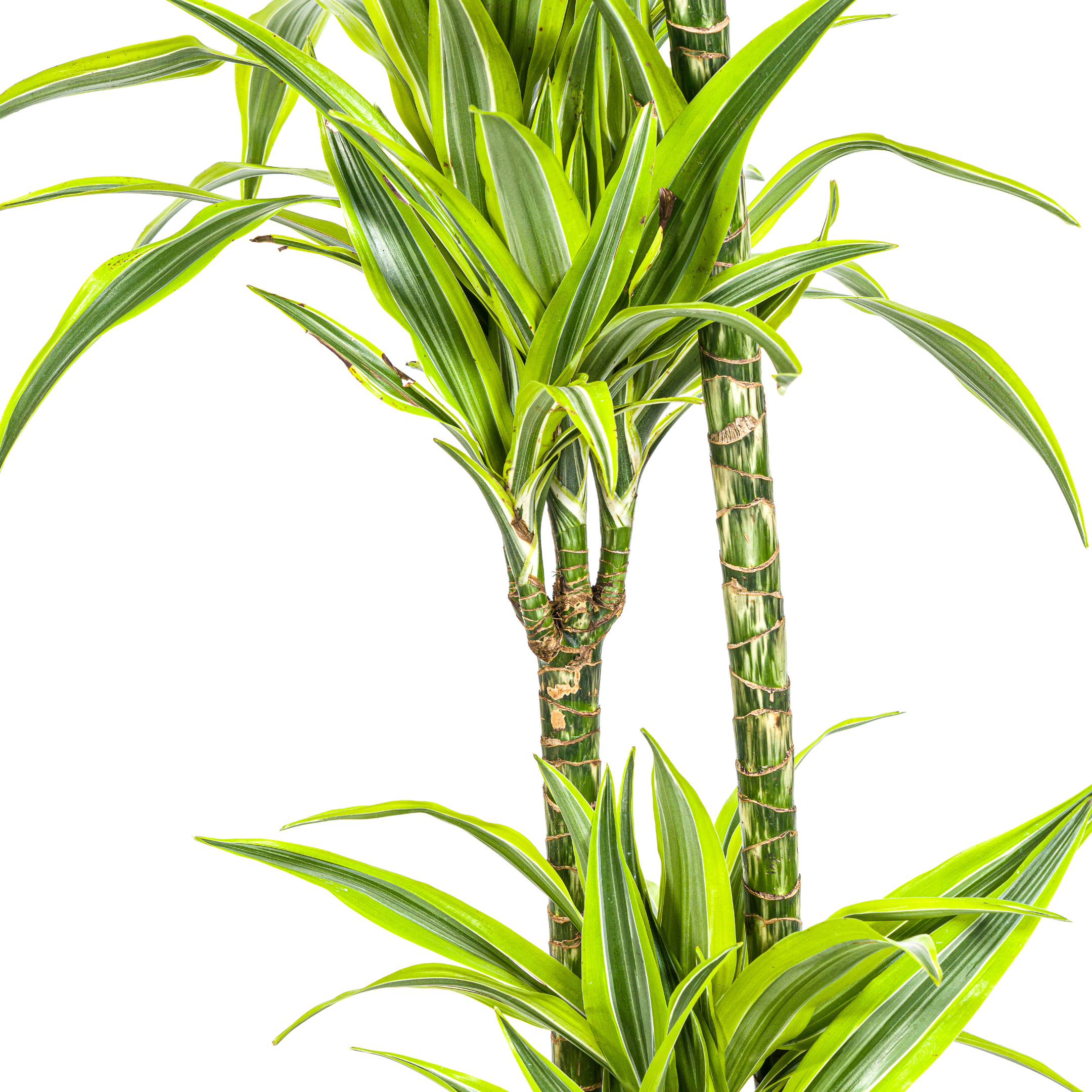 Drachenbaum - Dracaena Deremensis Lemon Lime Ø24cm - ↕140cm