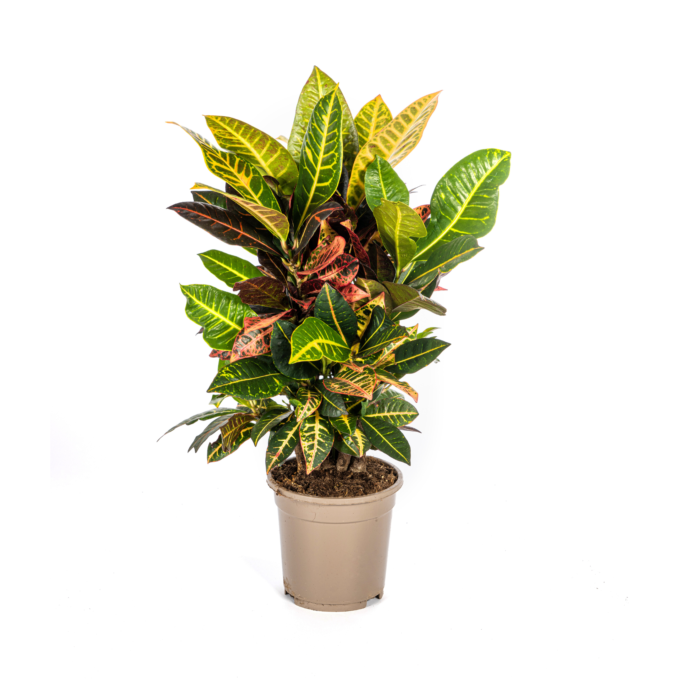 Wunderstrauch Petra - Codiaeum 'Croton' Petra Ø17cm - ↕50cm