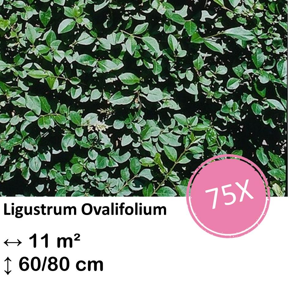 Ligusterhecke - Ligustrum Ovalifolium - Kale wortel nackte Wurzel - 60/80 - 75x