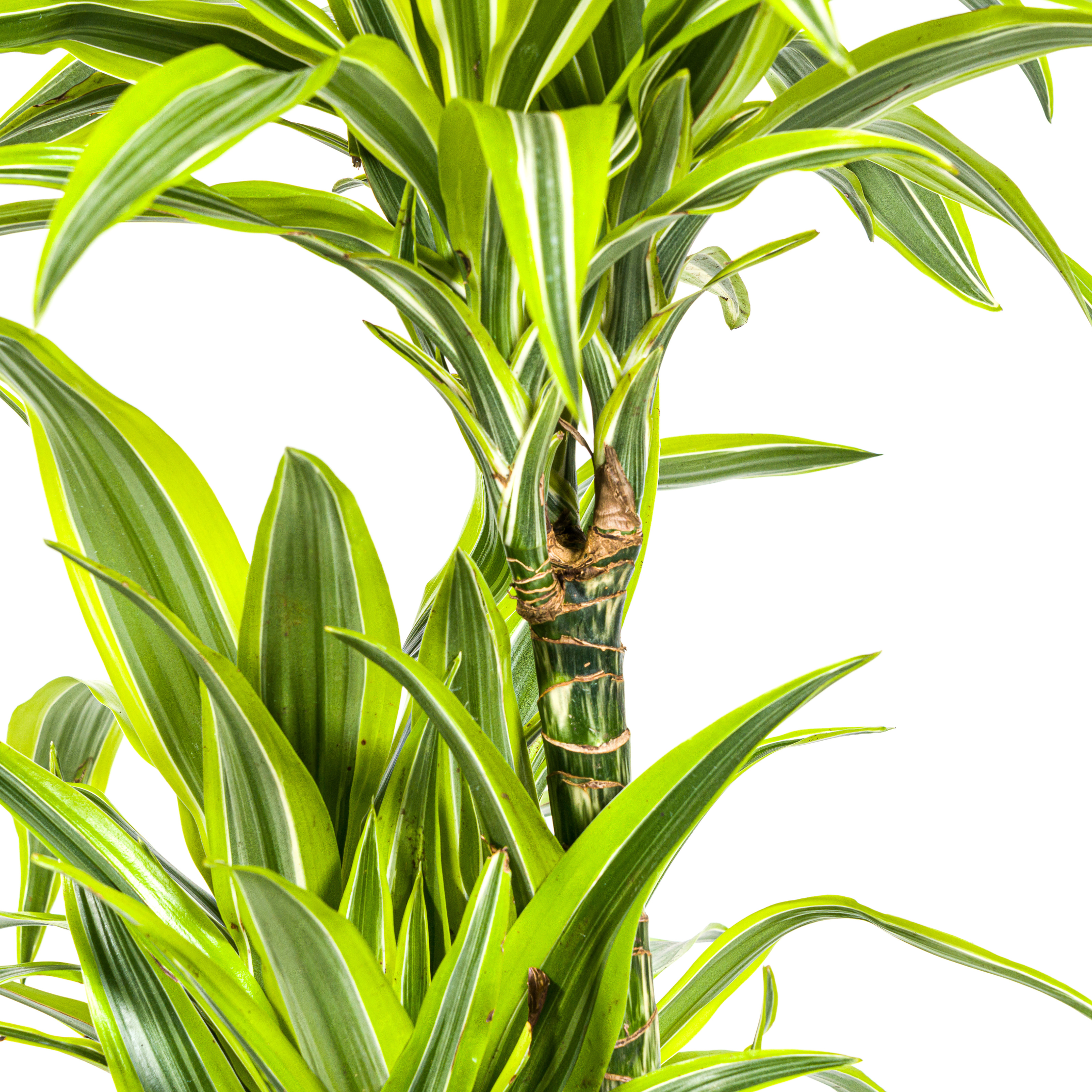 Drachenbaum - Dracaena Deremensis Lemon Lime Ø24cm - ↕140cm