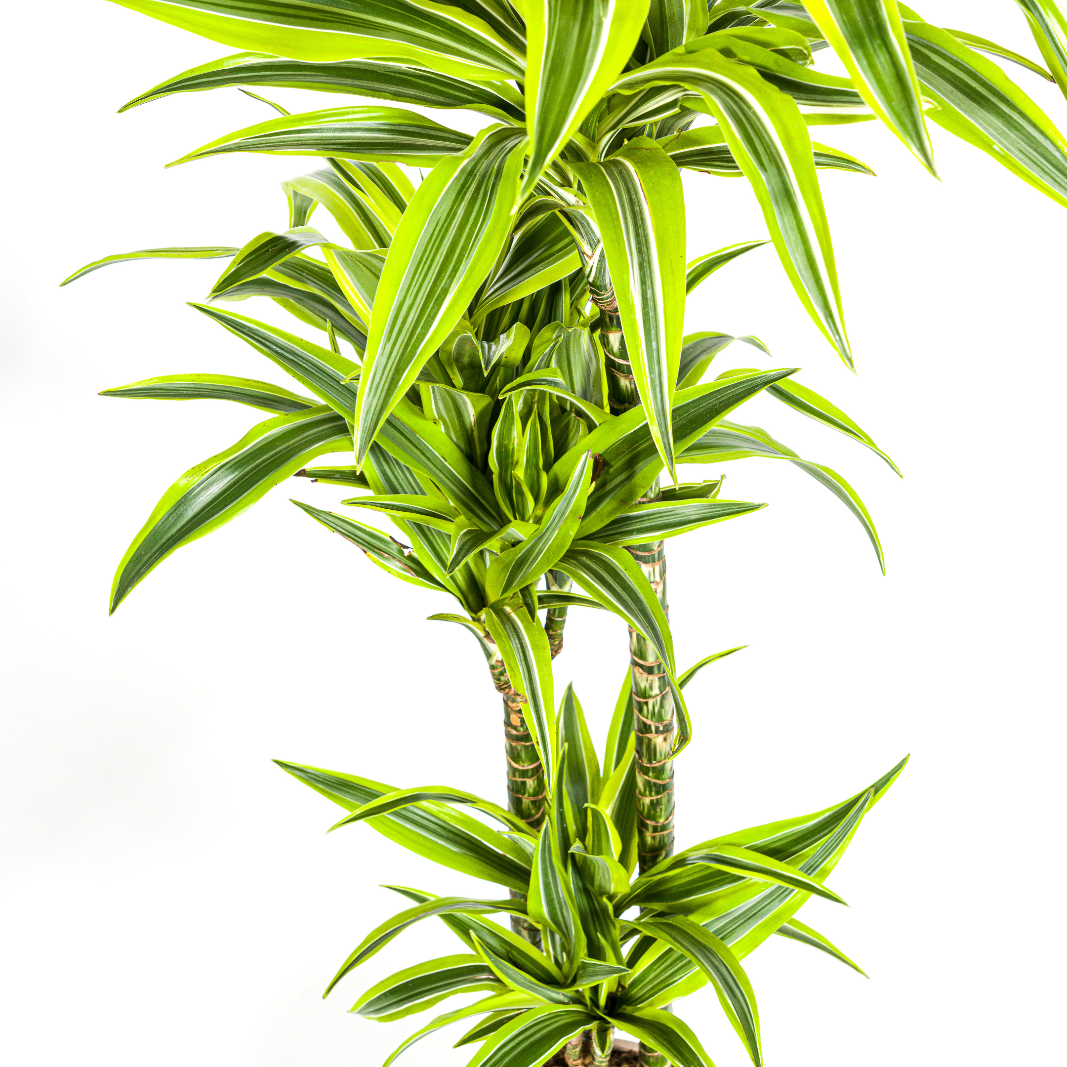 Drachenbaum - Dracaena Deremensis Lemon Lime Ø24cm - ↕140cm