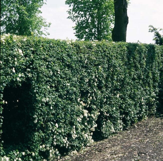 Weißdorn - Crataegus Monogyna - Kale wortel - nackte Wurzel - 100/125 - 100x