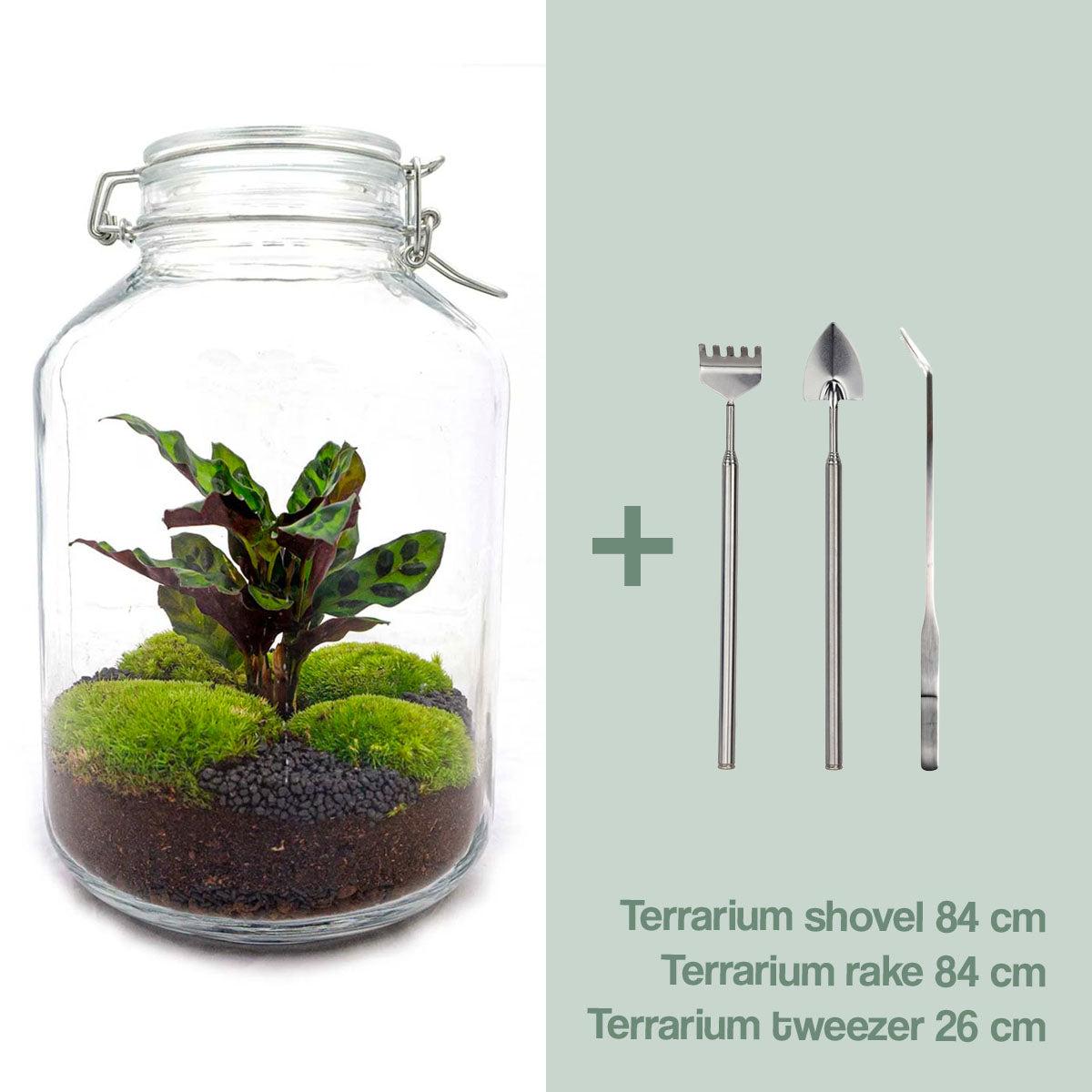 Flaschengarten - Calathea - DIY terrarium - Calathea - ↕ 28 cm - Rake + Shovel + Tweezer