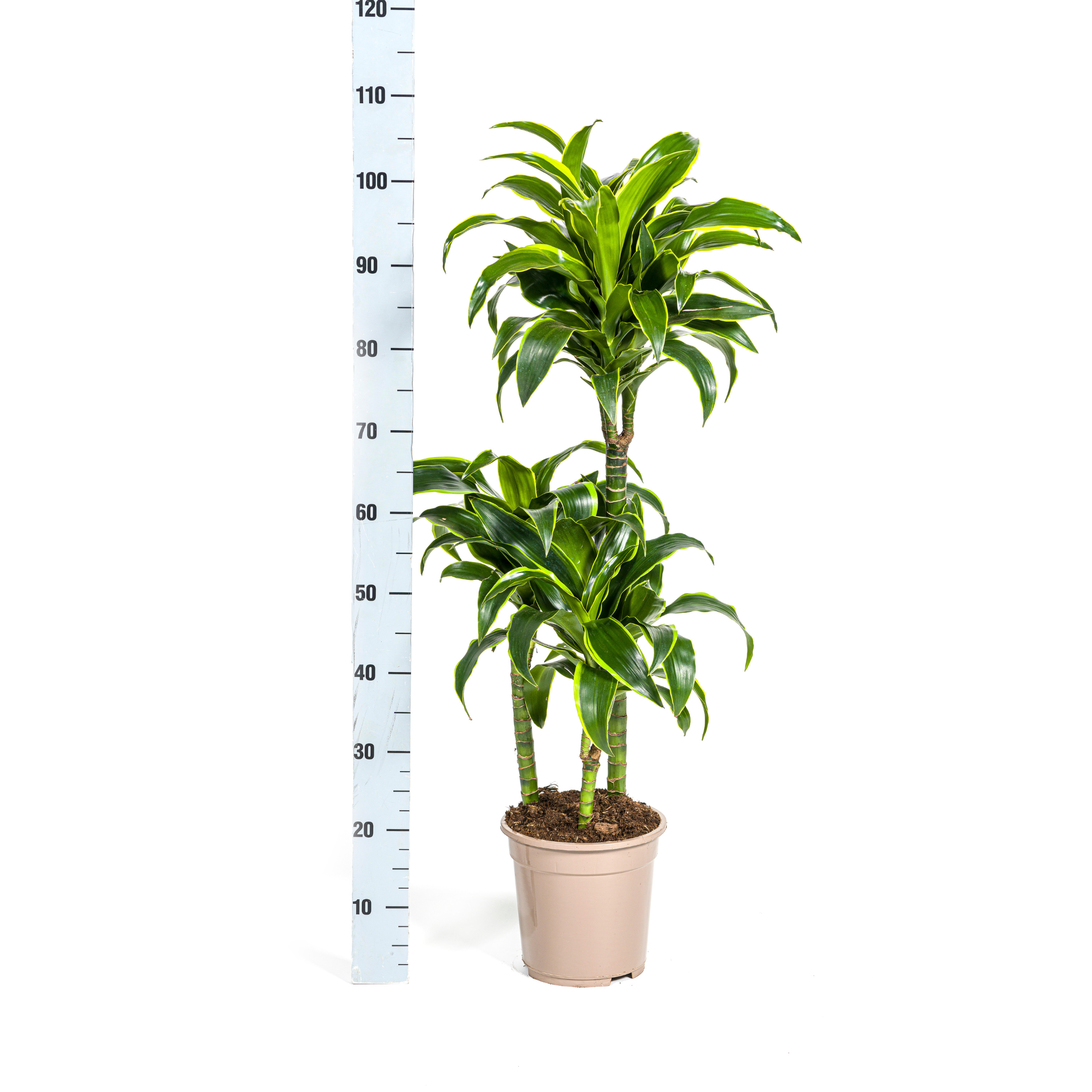 Drachenbaum - Dracaena Deremensis Dorado Ø21cm - ↕110cm