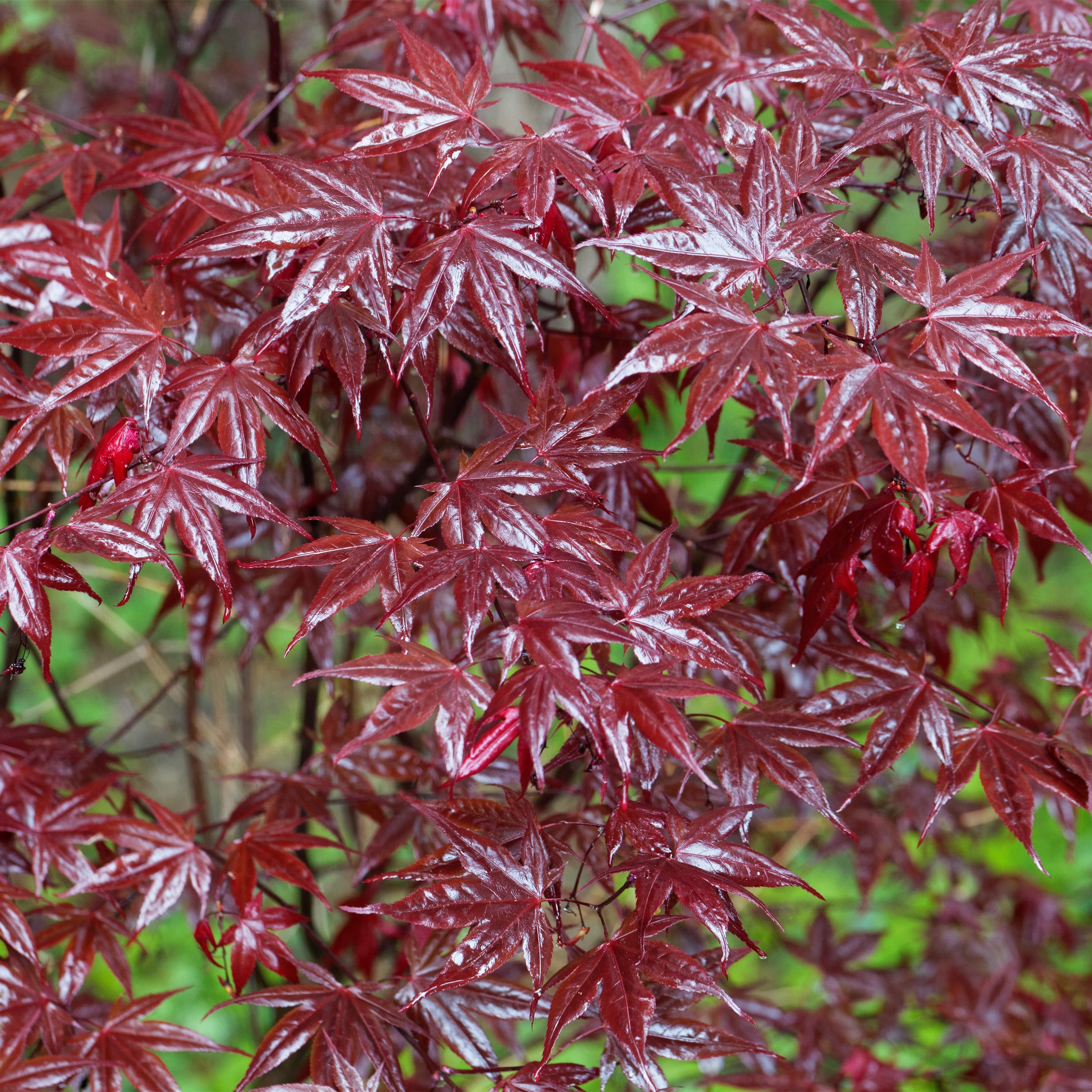 Japanischer Ahorn - Acer palmatum Sangokaku - Rot - 2 Pflanzen - Laubabwerfend - Topf 19cm Höhe 70cm