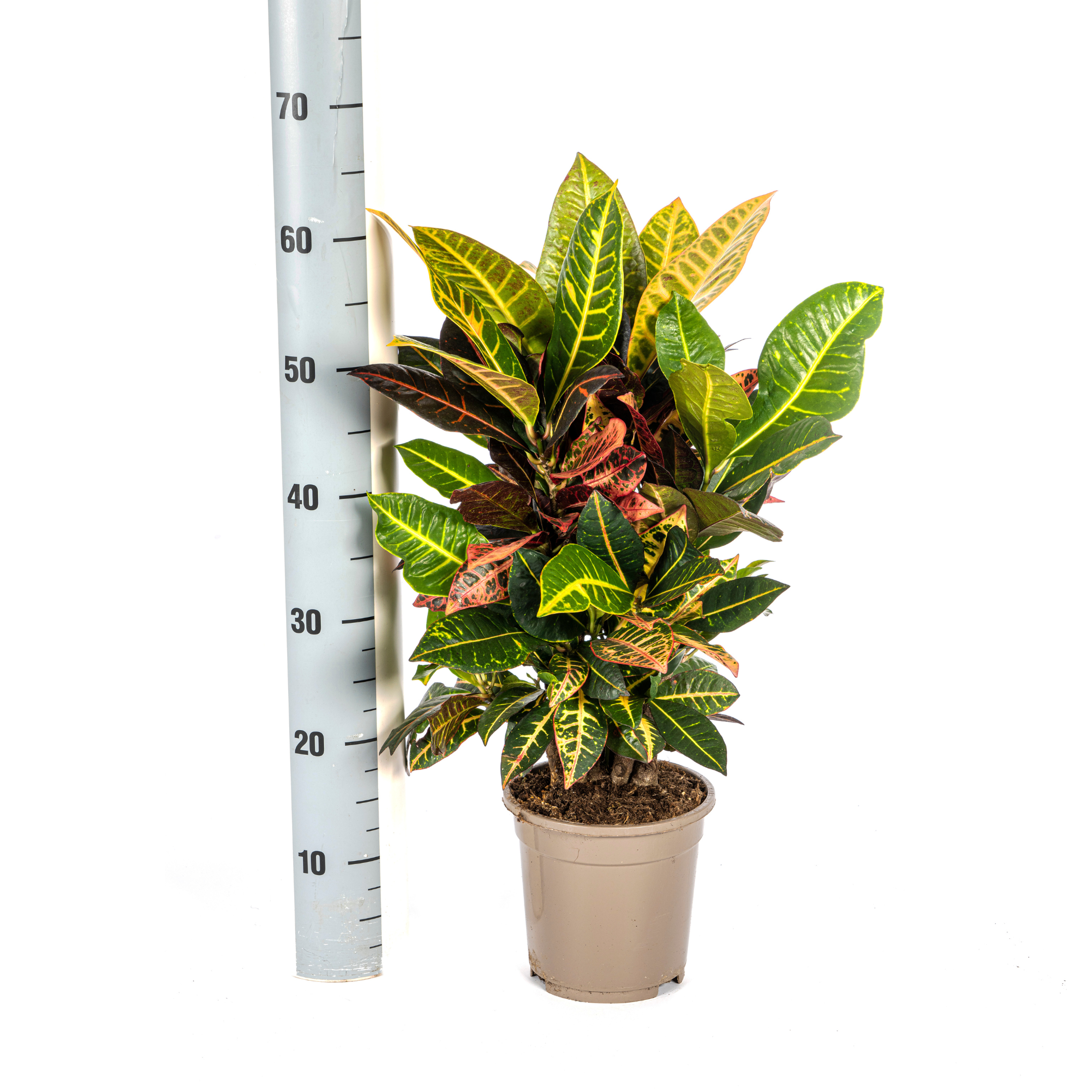 Wunderstrauch Petra - Codiaeum 'Croton' Petra Ø21cm - ↕70-80cm