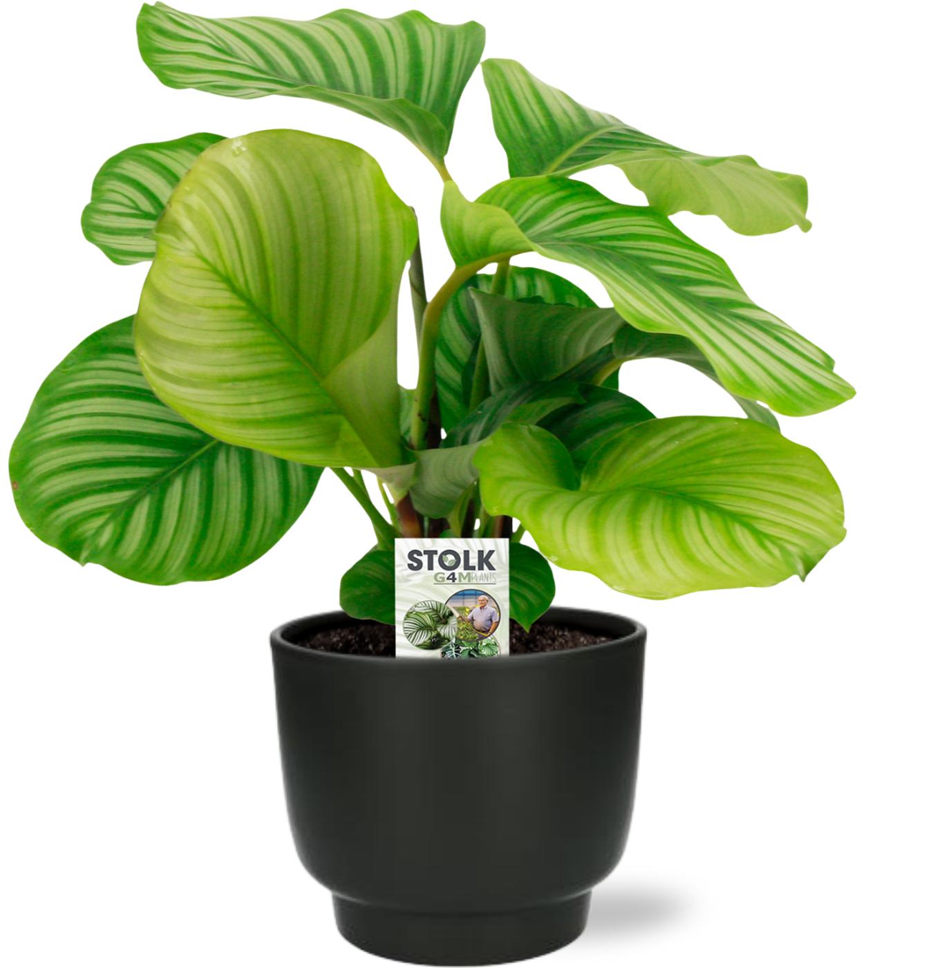 Gebetspflanze - Calathea Orbifolia - Ø14cm - ↕50cm + Potenza Pot D15x13cm - Zwart Topf schwarz