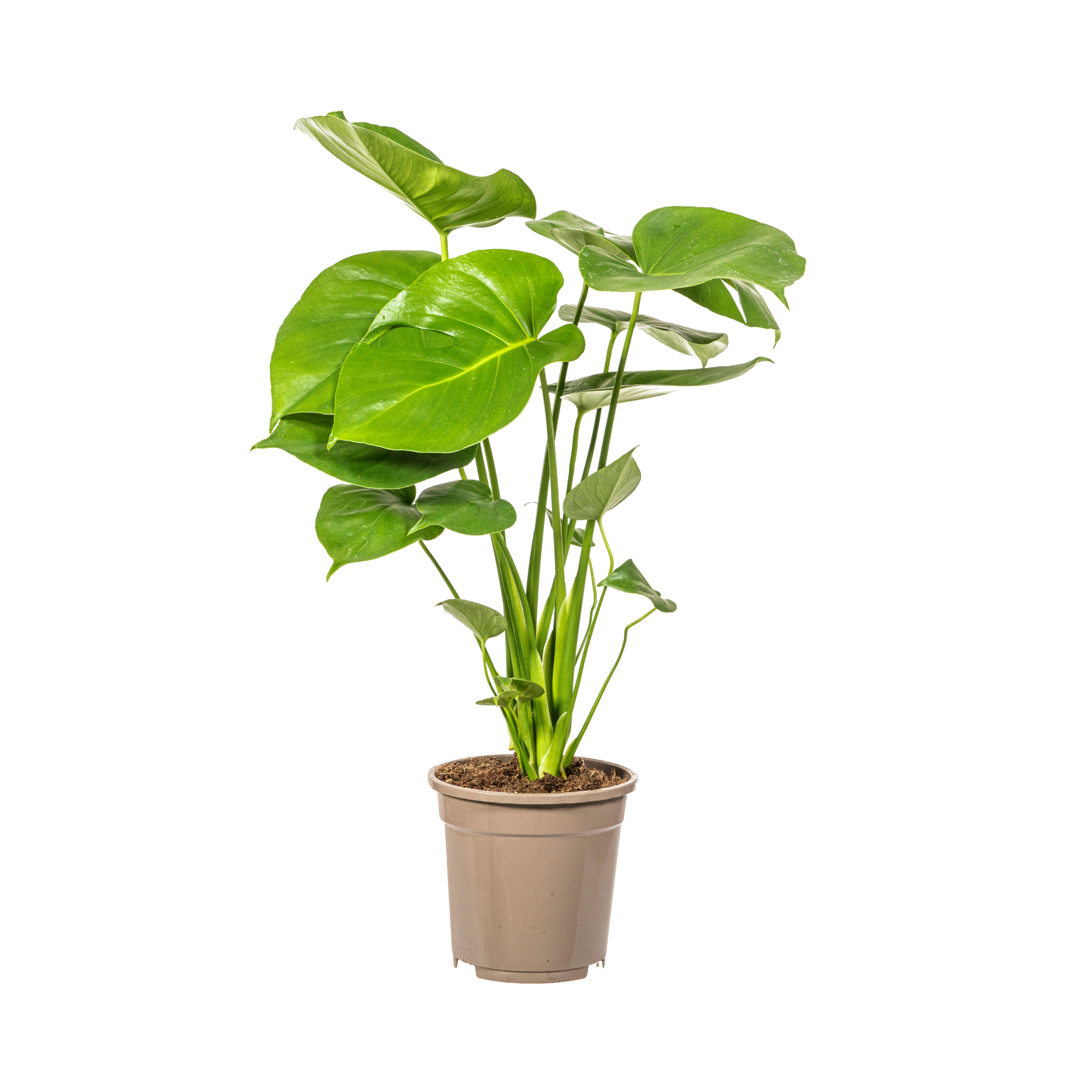 Fensterblatt - Monstera Deliciosa Tauerii Ø17cm - ↕60cm