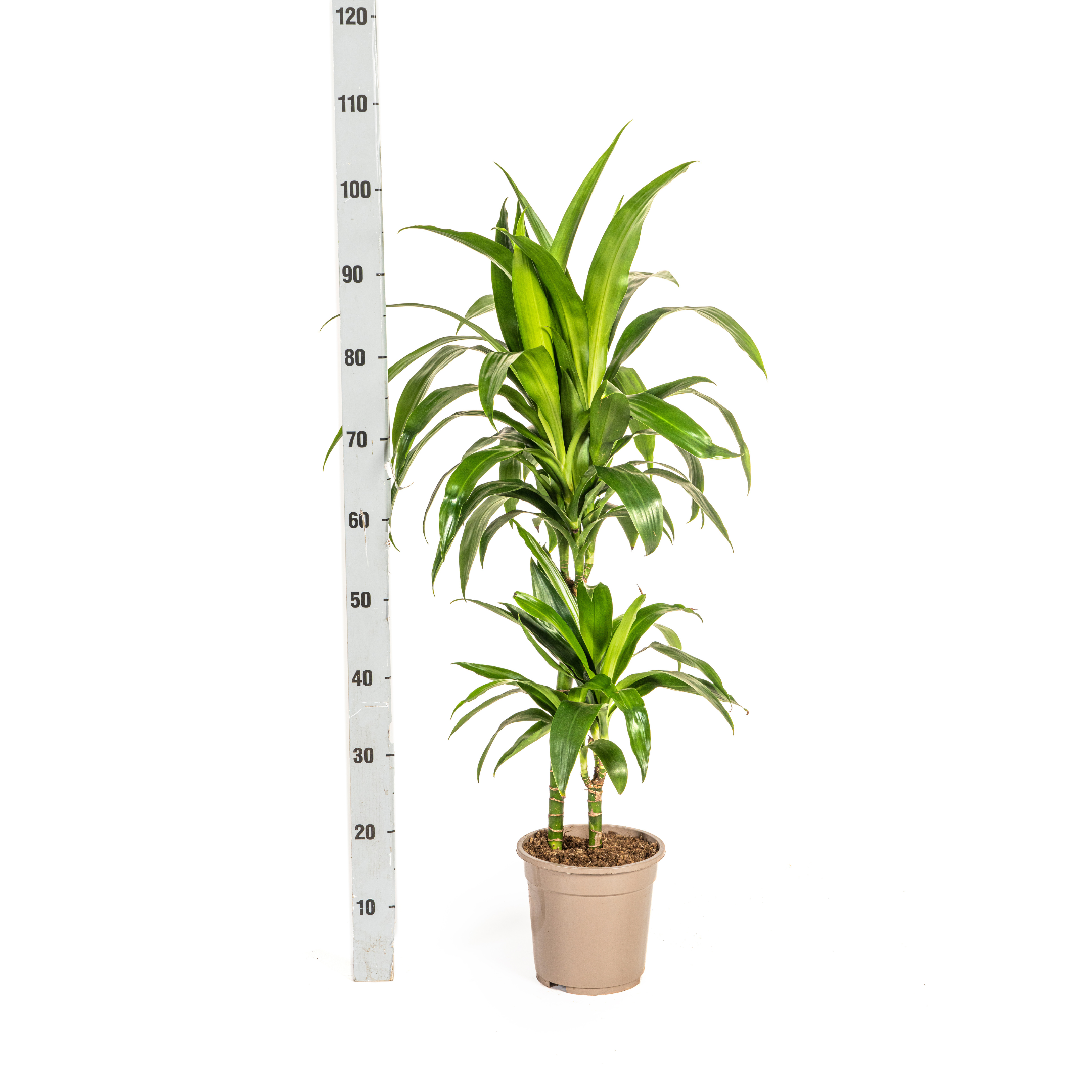 Drachenbaum - Dracaena Deremensis Lisa Ø19cm - ↕80cm