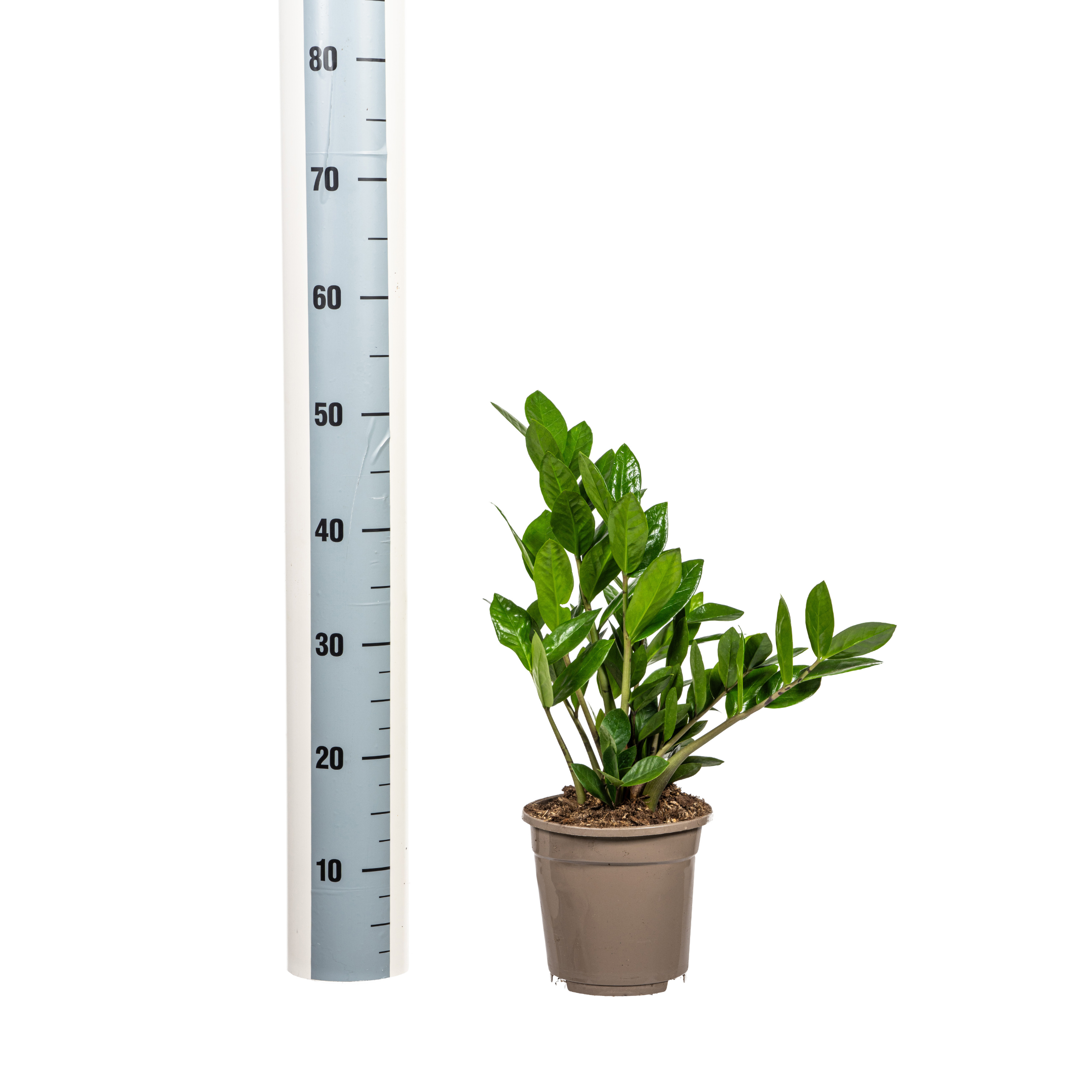 Zamioculcas Zamiifolia Ø17cm - ↕40-50cm