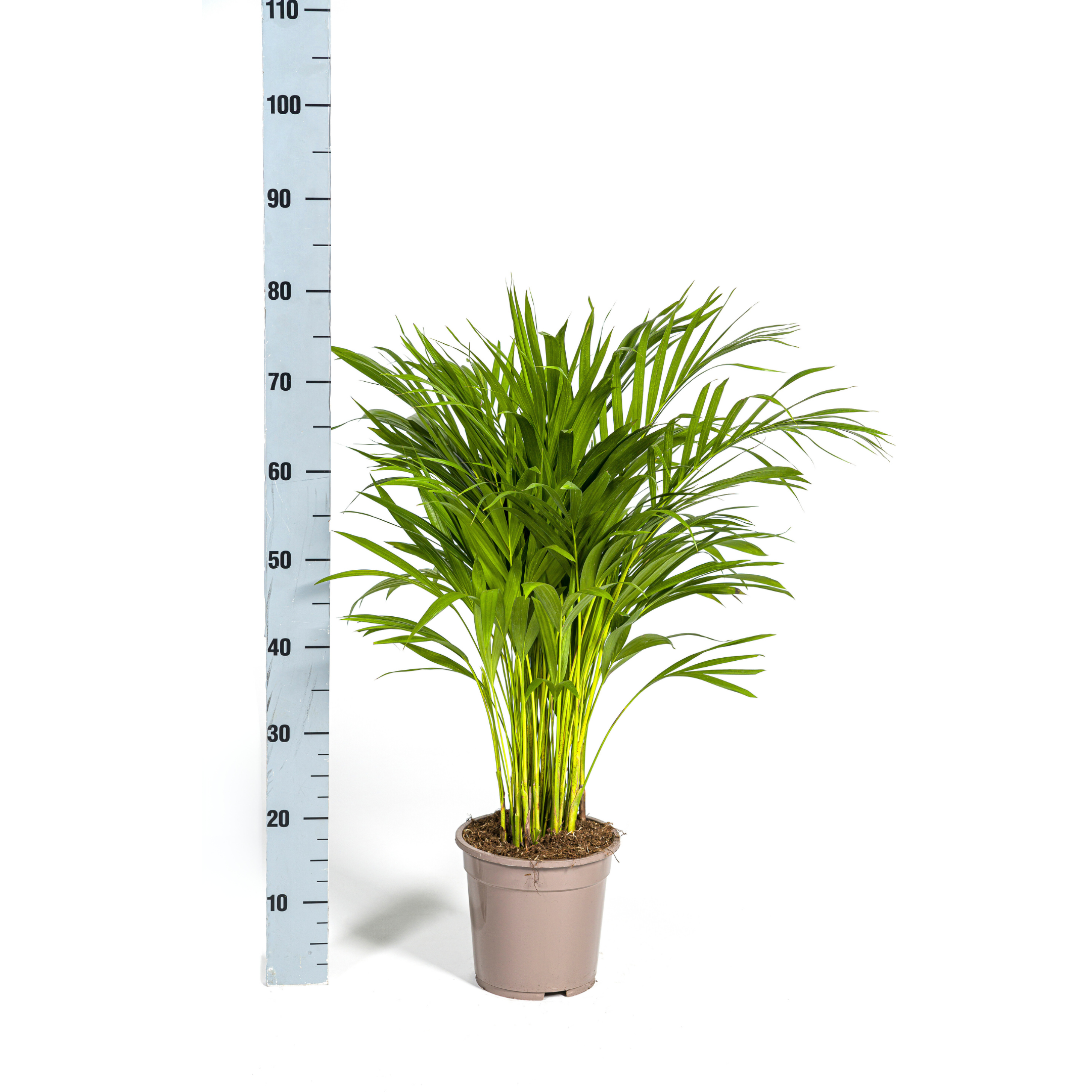 Arecapalme - Dypsis Areca Lutescens Ø19cm - ↕90cm