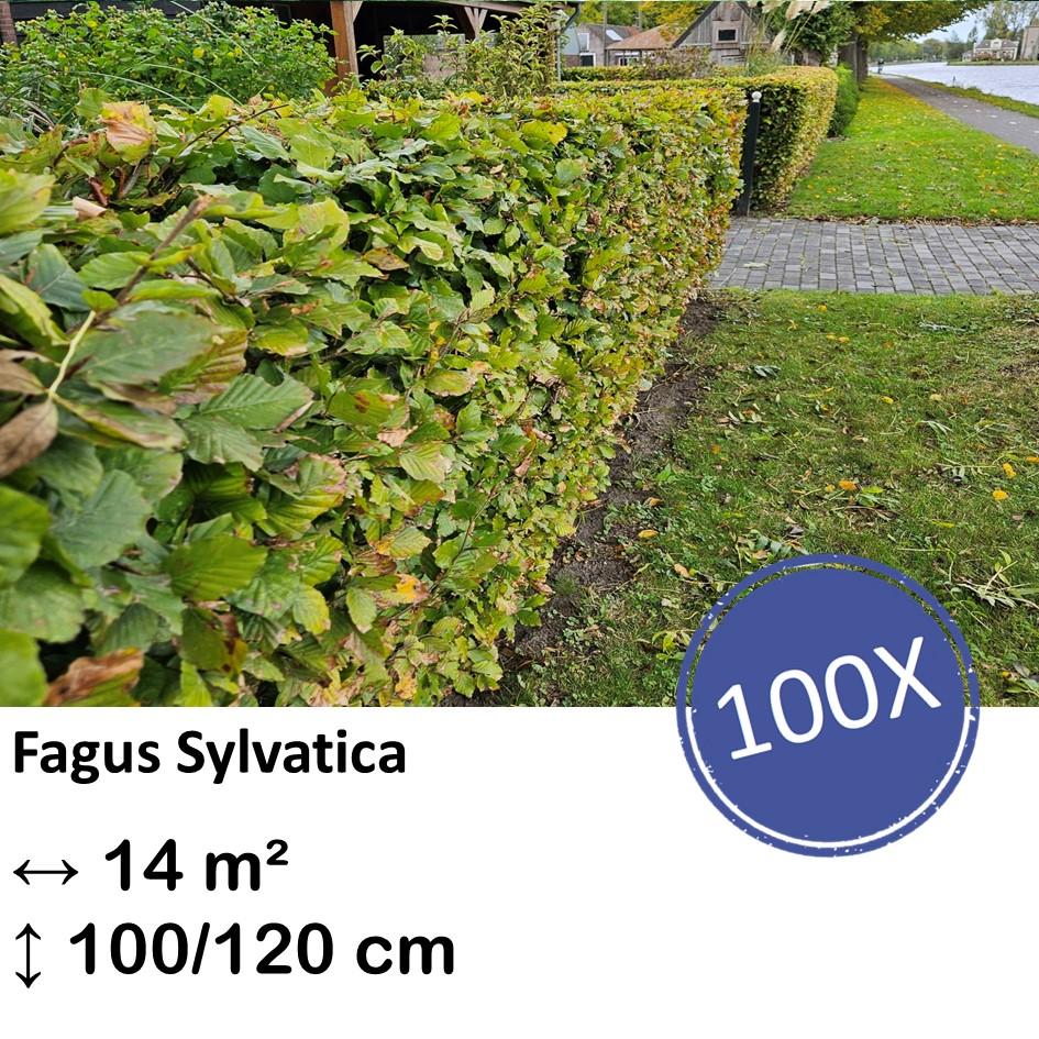 Rotbuchenhecke - Fagus sylvatica  - Kale wortel nackte Wurzel - 100/125 - 100x