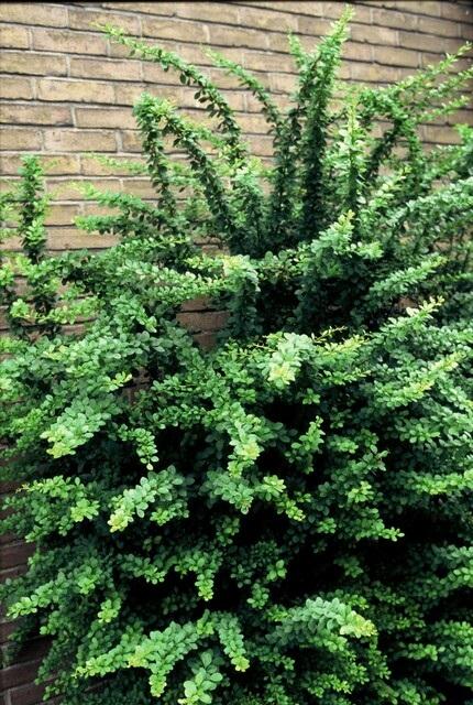 Japanische Berberitze - Berberis thunbergii -  ↕30-50cm - kale wortel nackte Wurzel - 50x