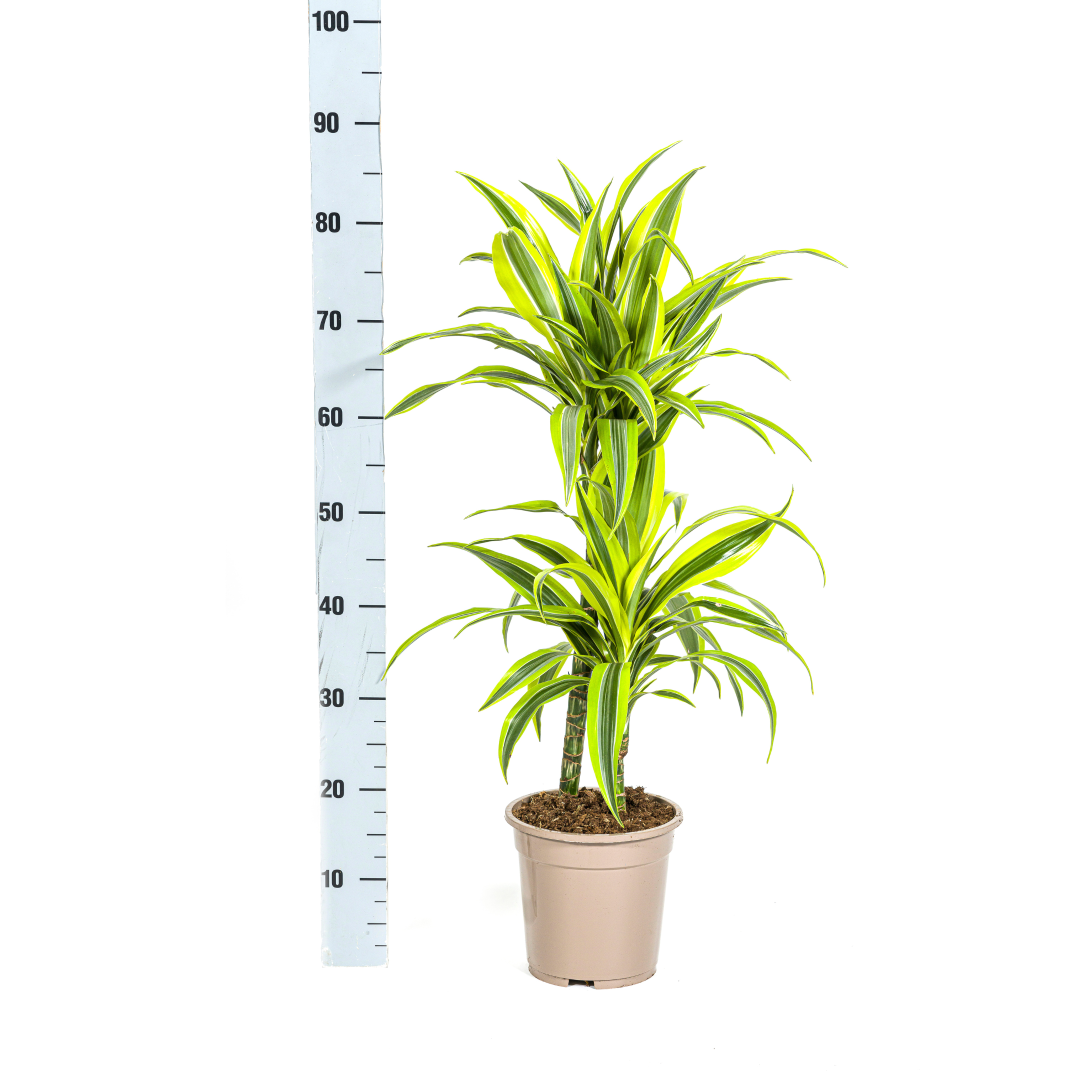 Drachenbaum - Dracaena Deremensis Lemon Lime Ø19cm - ↕80cm