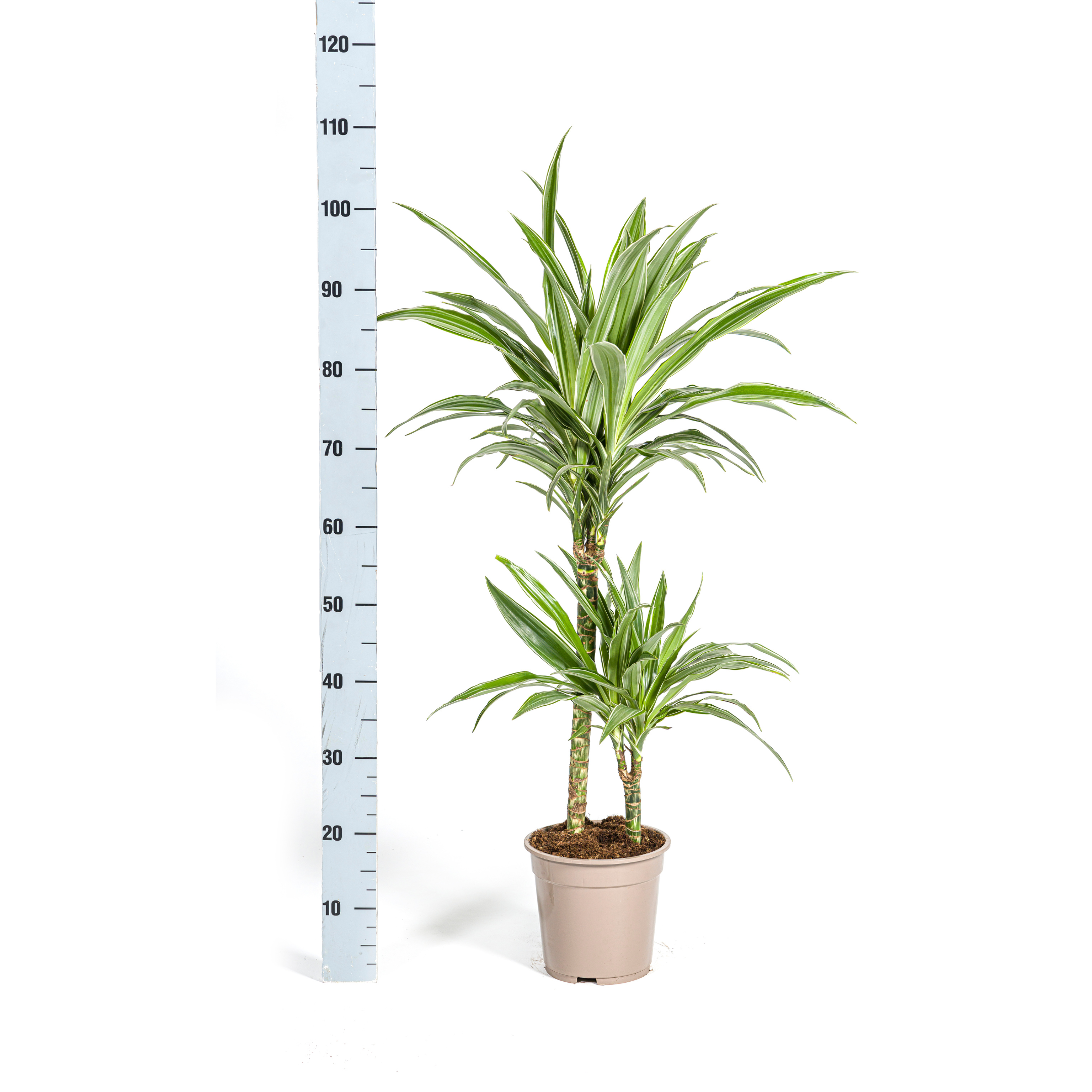 Drachenbaum - Dracaena Deremensis White Stripe Ø19cm - ↕80cm