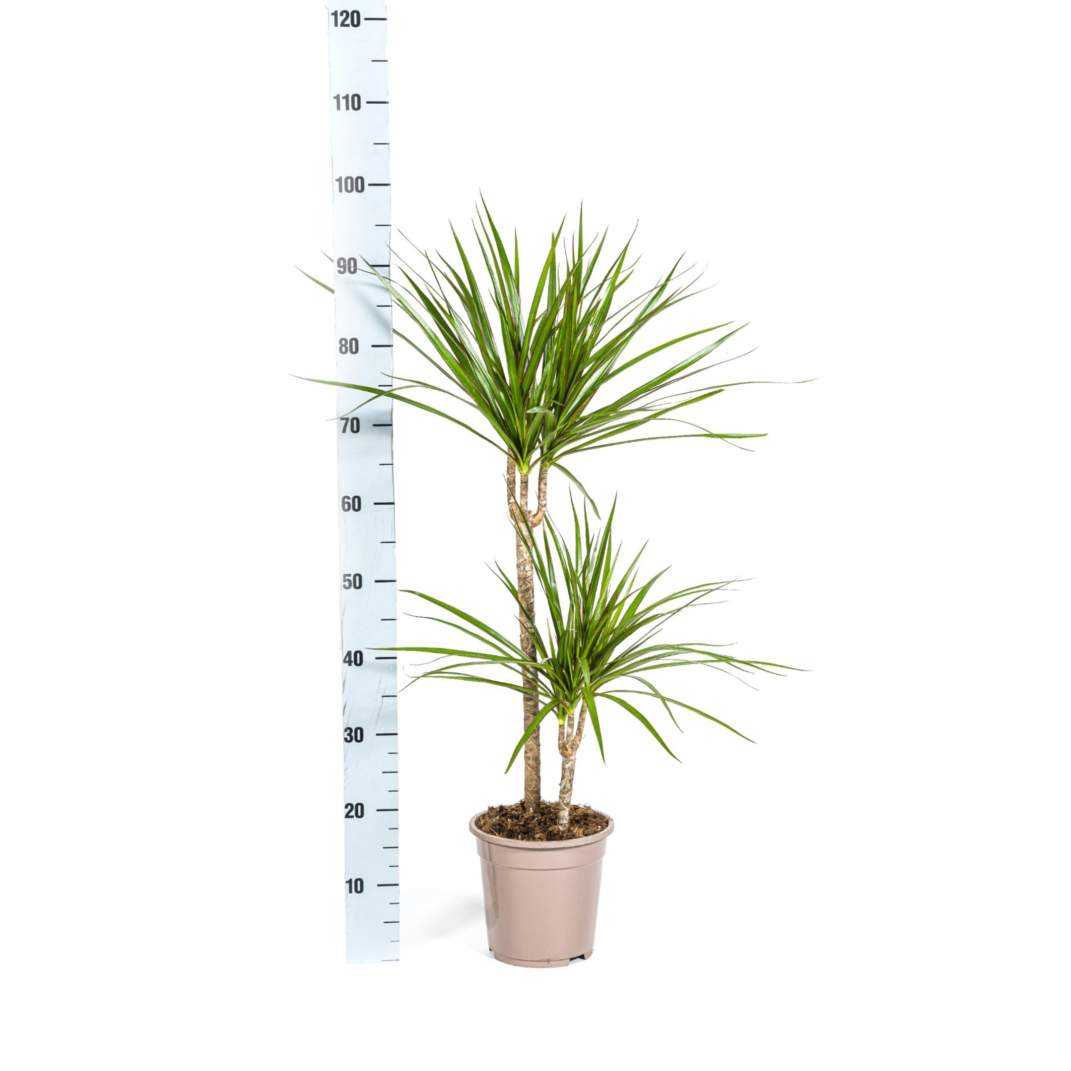 Drachenbaum - Dracaena Marginata Green Ø19cm - ↕80cm