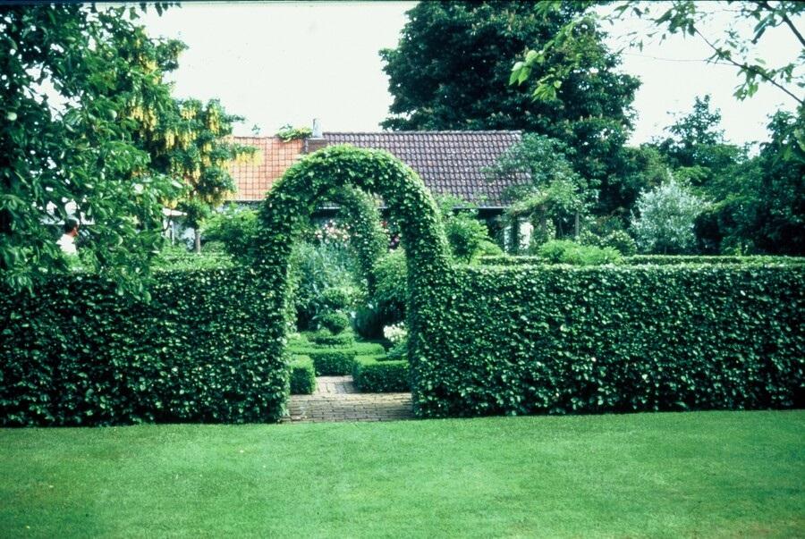 Weißbuche - Carpinus Betulus - Kale wortel - nackte Wurzel 80/100 - 75x