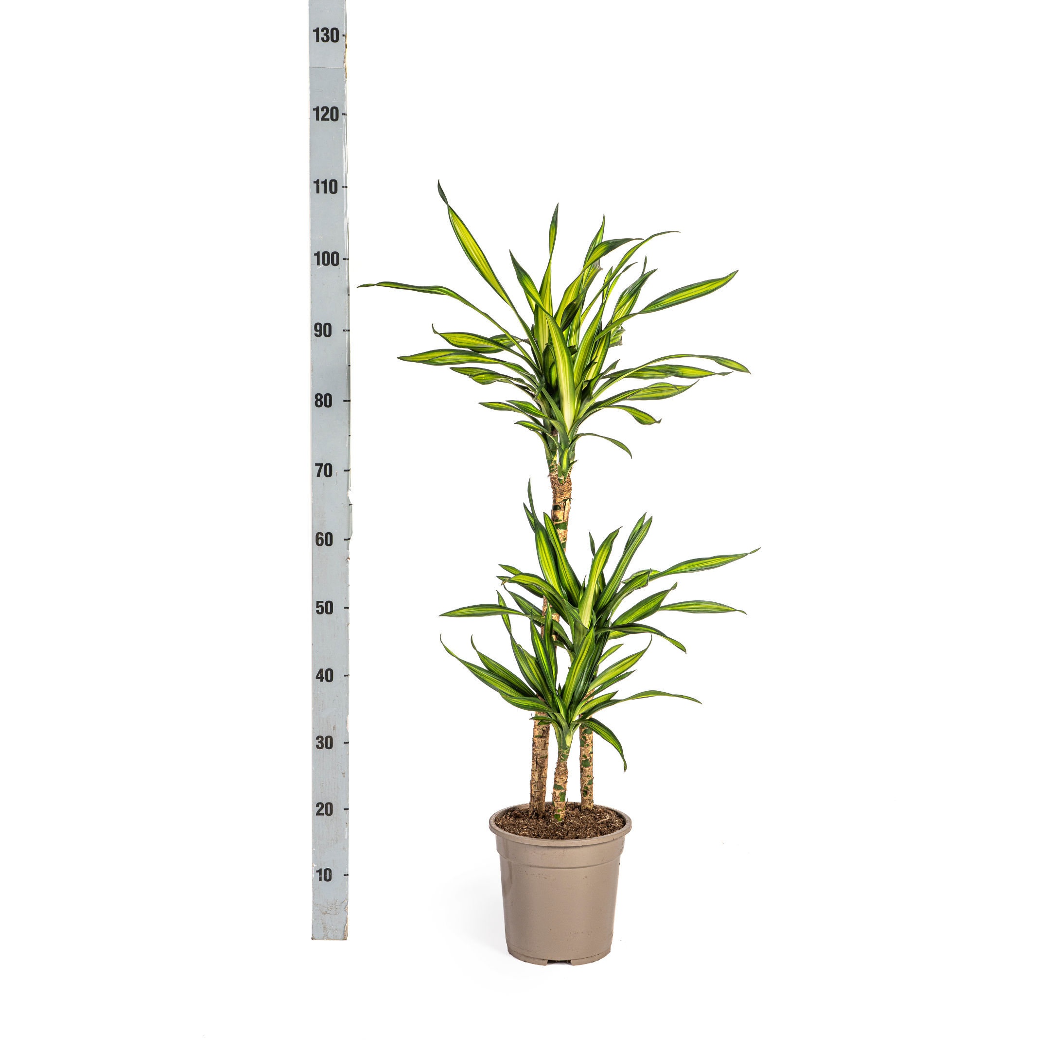 Drachenbaum - Dracaena Deremensis Rikki Ø19cm - ↕80cm