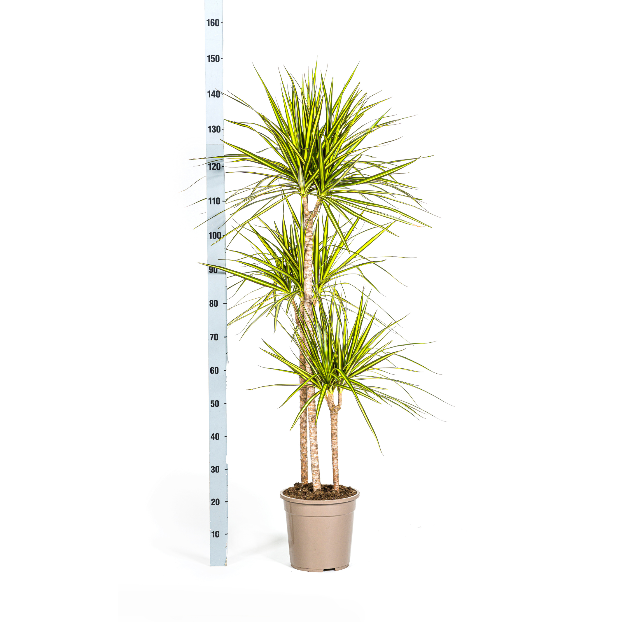 Drachenbaum - Dracaena Marginata Sunray Ø24cm - ↕140cm