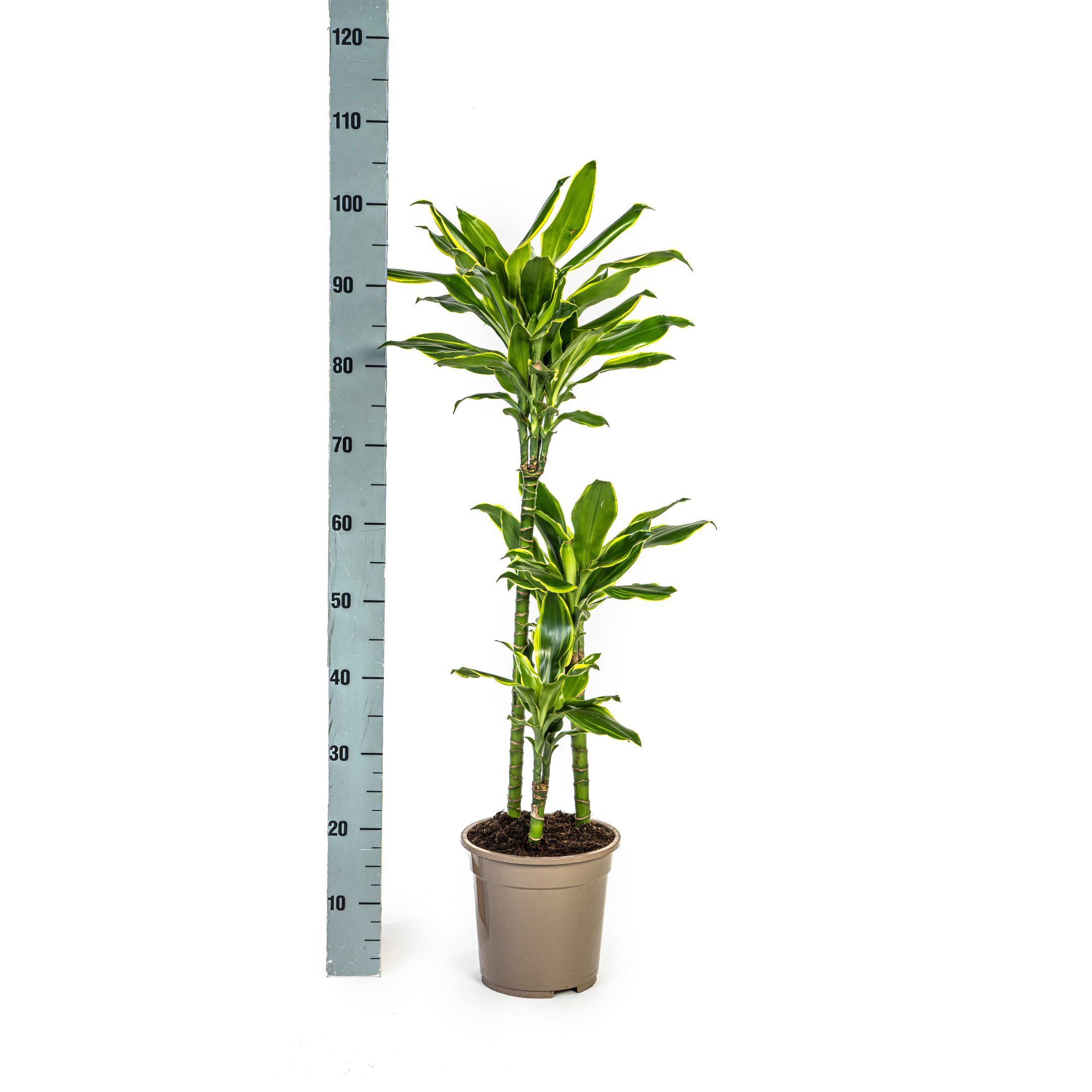 Drachenbaum - Dracaena Fragrans Golden Coast Ø21cm - ↕100cm