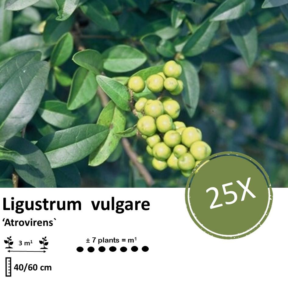 Ligustrum vulgare 'Atrovirens` - kale wortel nackte Wurzel  - 40/60 - 25x