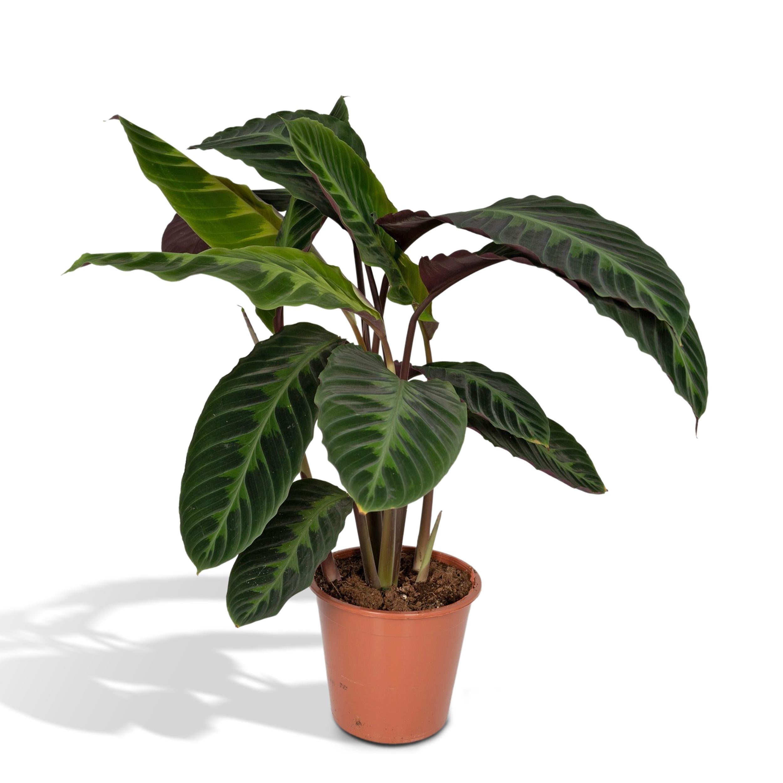 Samtcalathea - Calathea Warscewiczii - Ø19cm - ↕70cm + Lykke Pot D21x20cm - Topf Grün