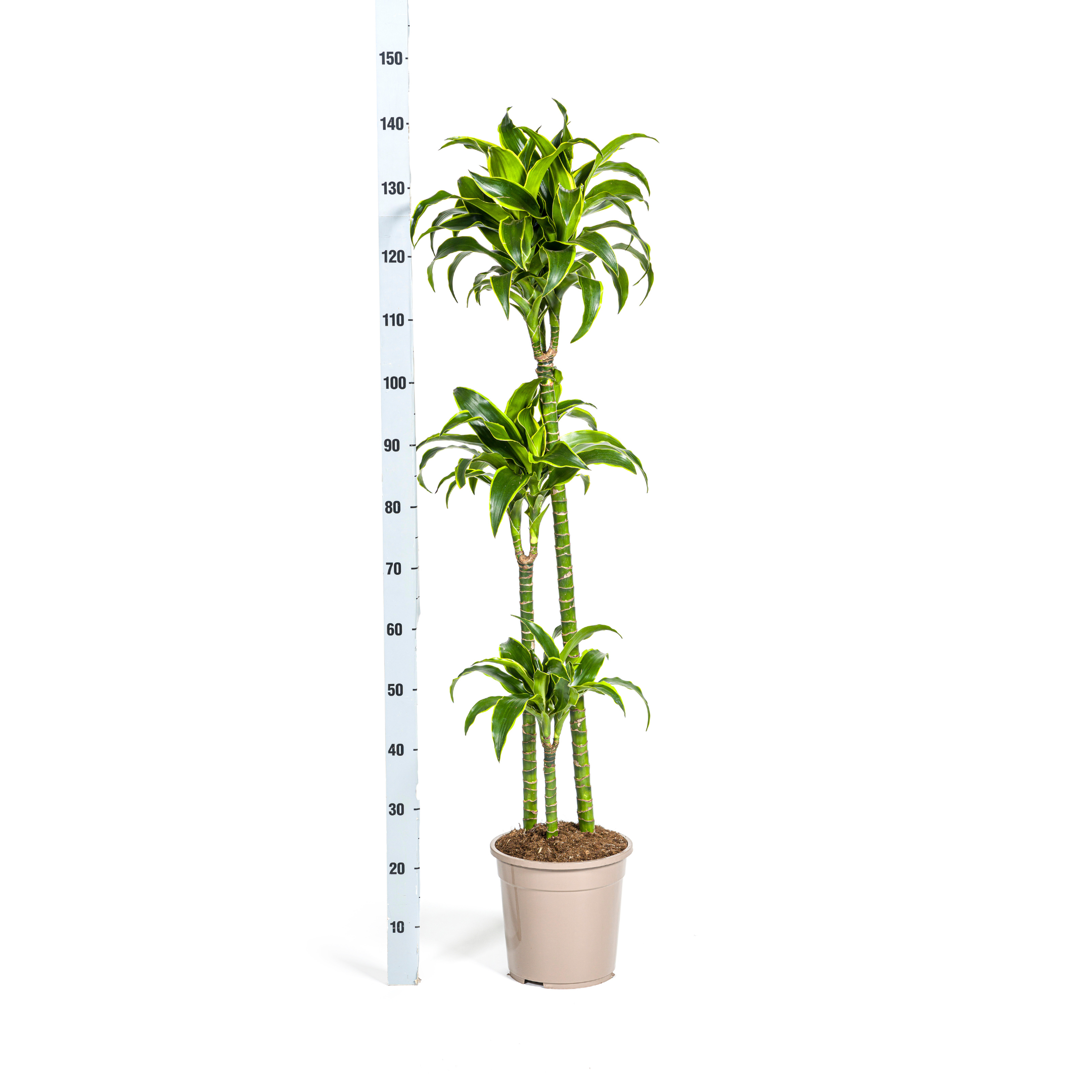 Drachenbaum - Dracaena Deremensis Dorado Ø24cm - ↕130cm