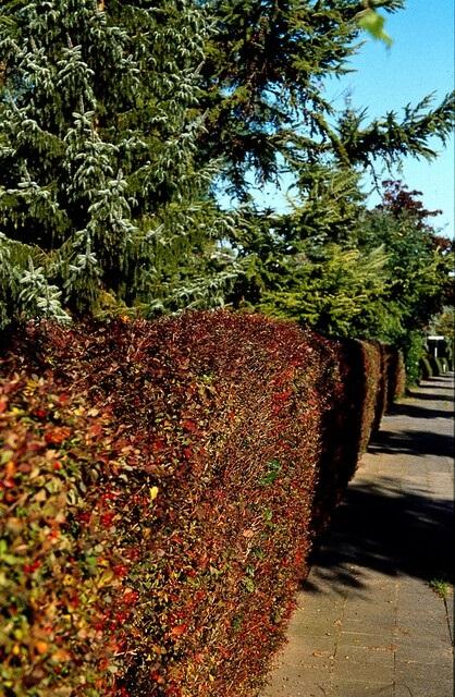 Sauerdorn - Berberis thunbergii 'Atropurpurea' -  ↕30-50cm - kale wortel nackte Wurzel - 50x