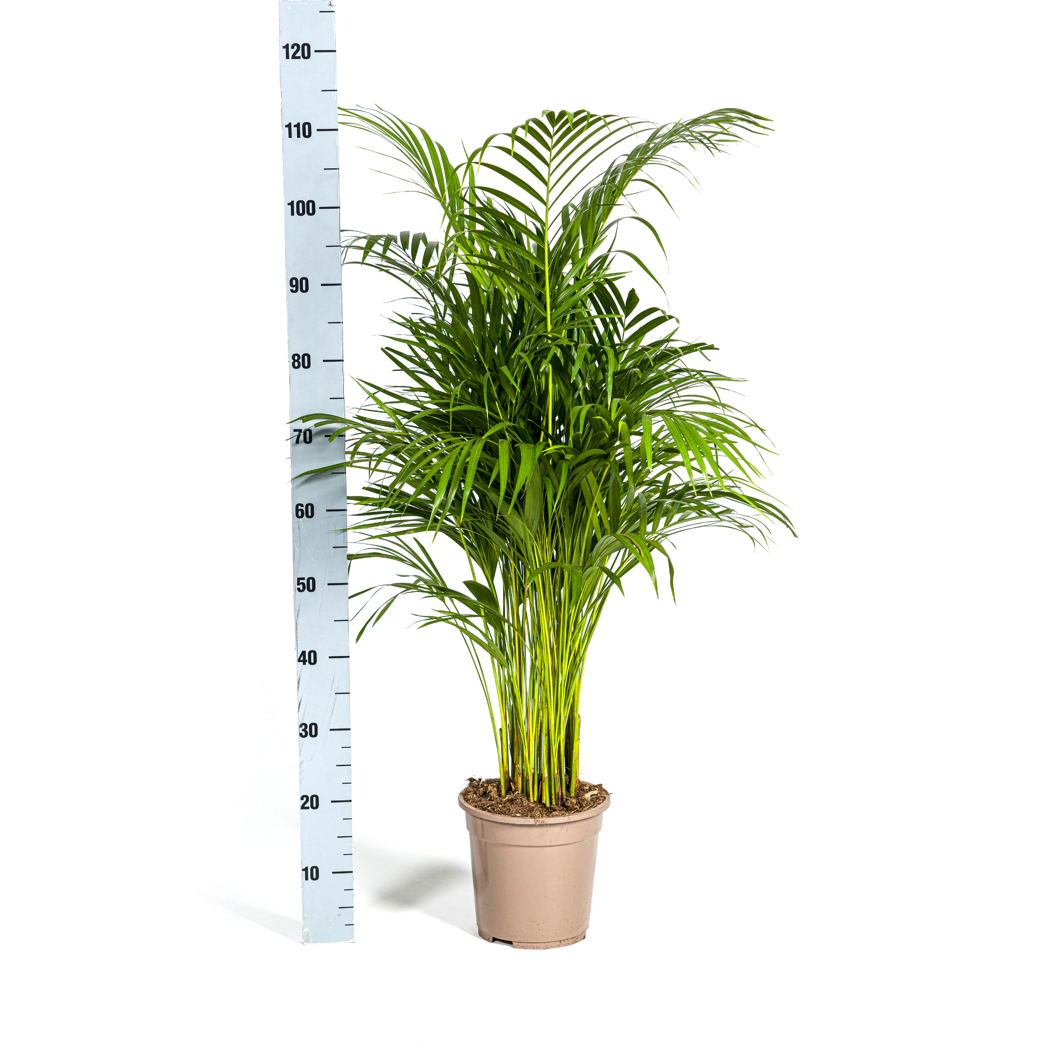 Arecapalme - Dypsis Areca Lutescens Ø21cm - ↕110cm