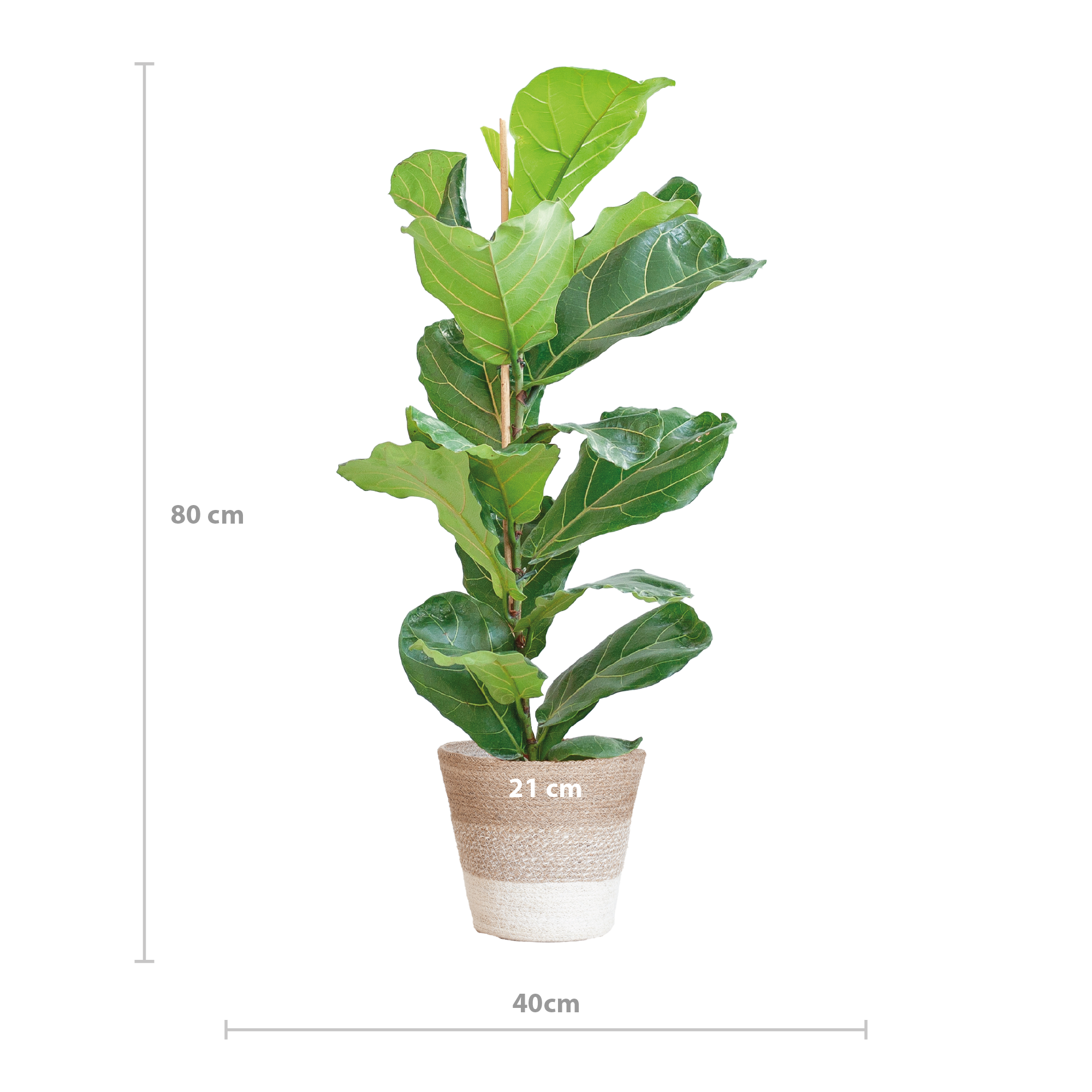 Geigenfeige - Ficus Lyrata mit Korb Lissabon weiß - 80cm - Ø21