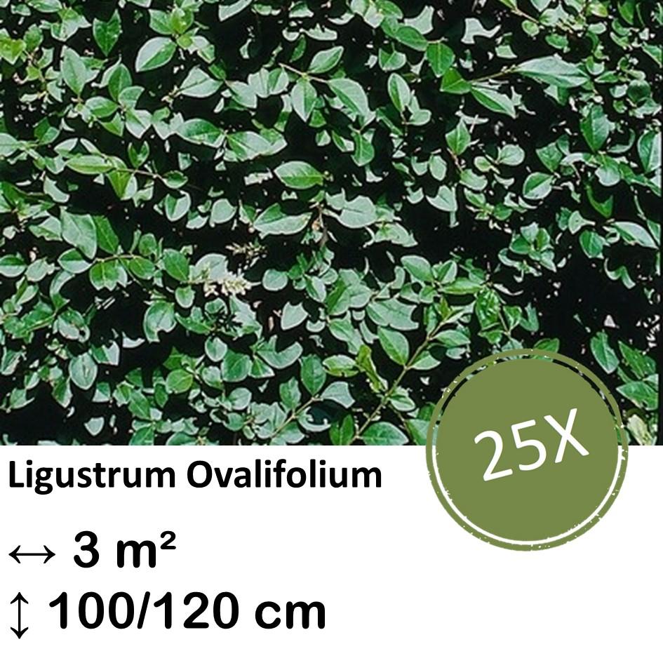 Ligusterhecke - Ligustrum Ovalifolium - Kale wortel nackte Wurzel - 100/120 - 25x